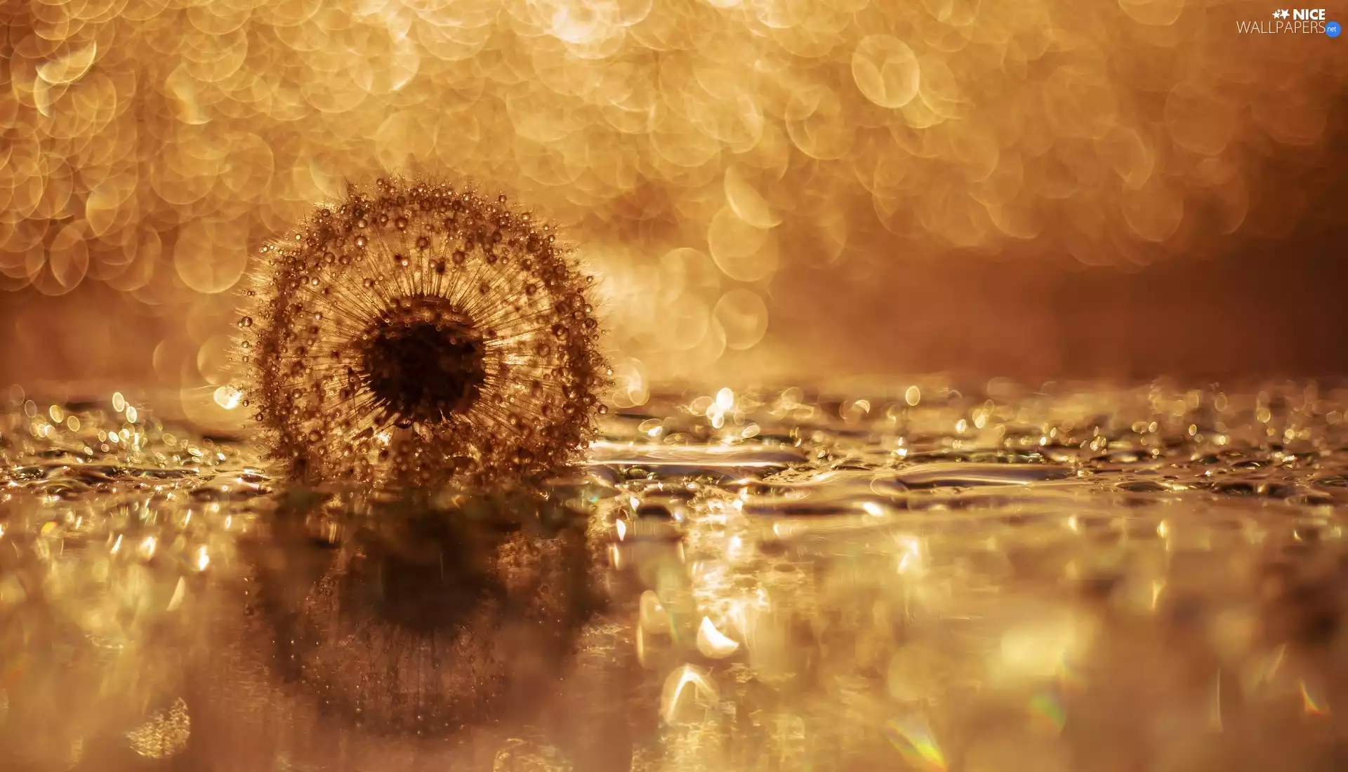 dandelion, drops, Bokeh, dandelion