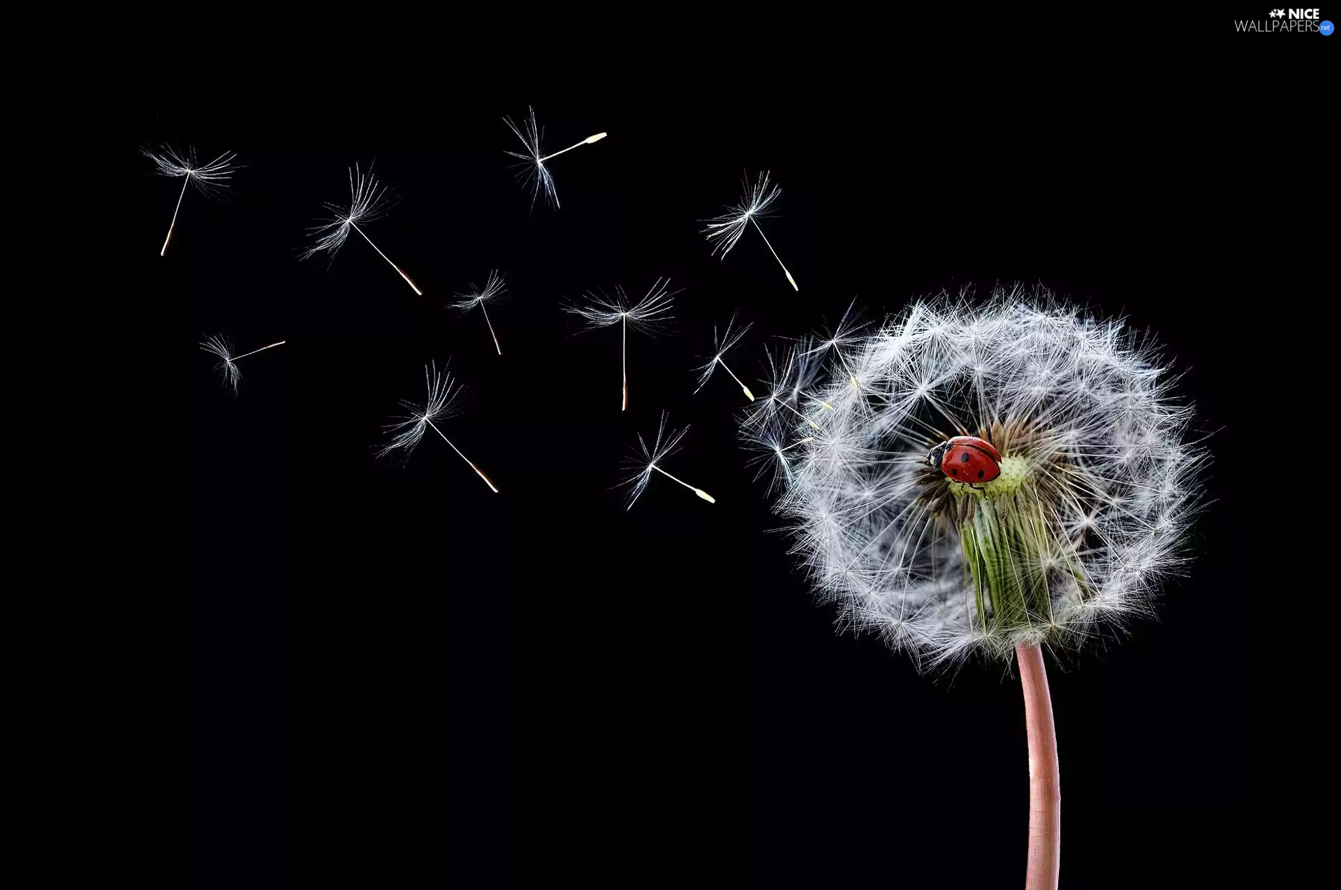 Black, background, Common Dandelion, ladybird, dandelion