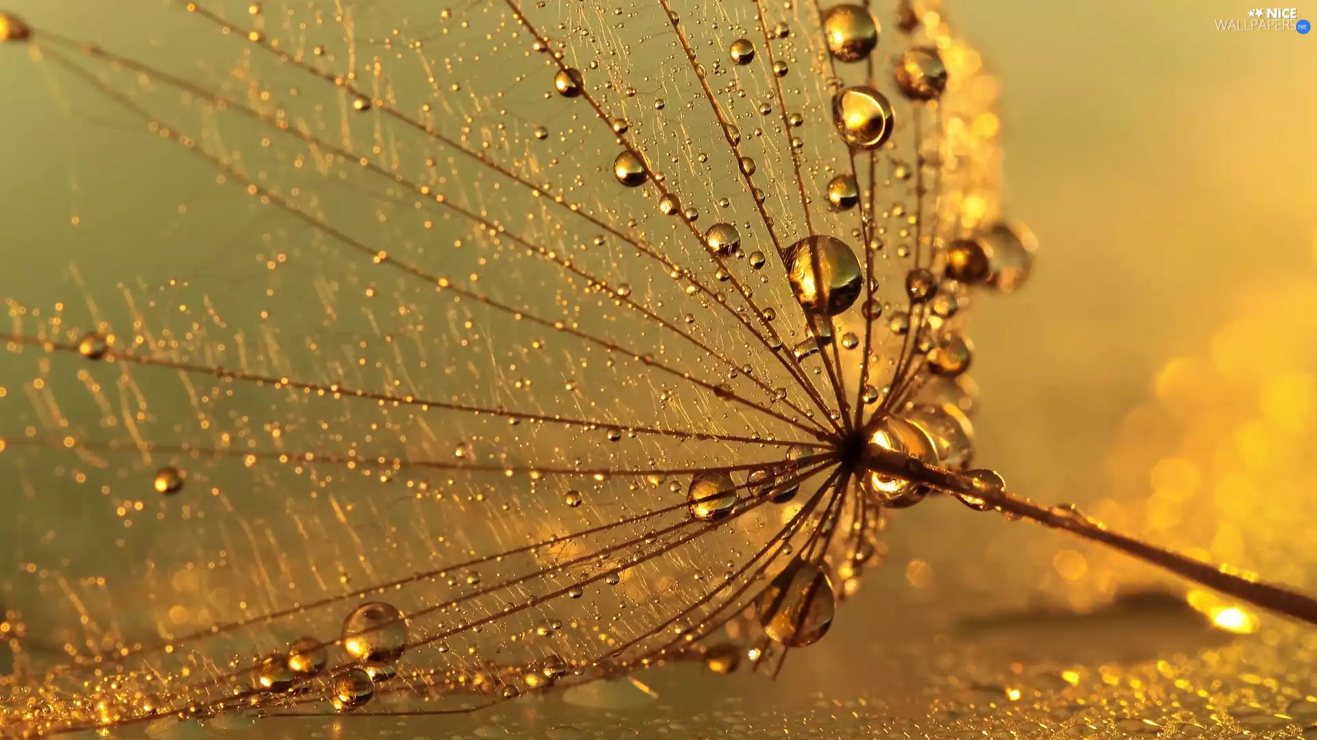 drops, Achaenium, Close, dandelion