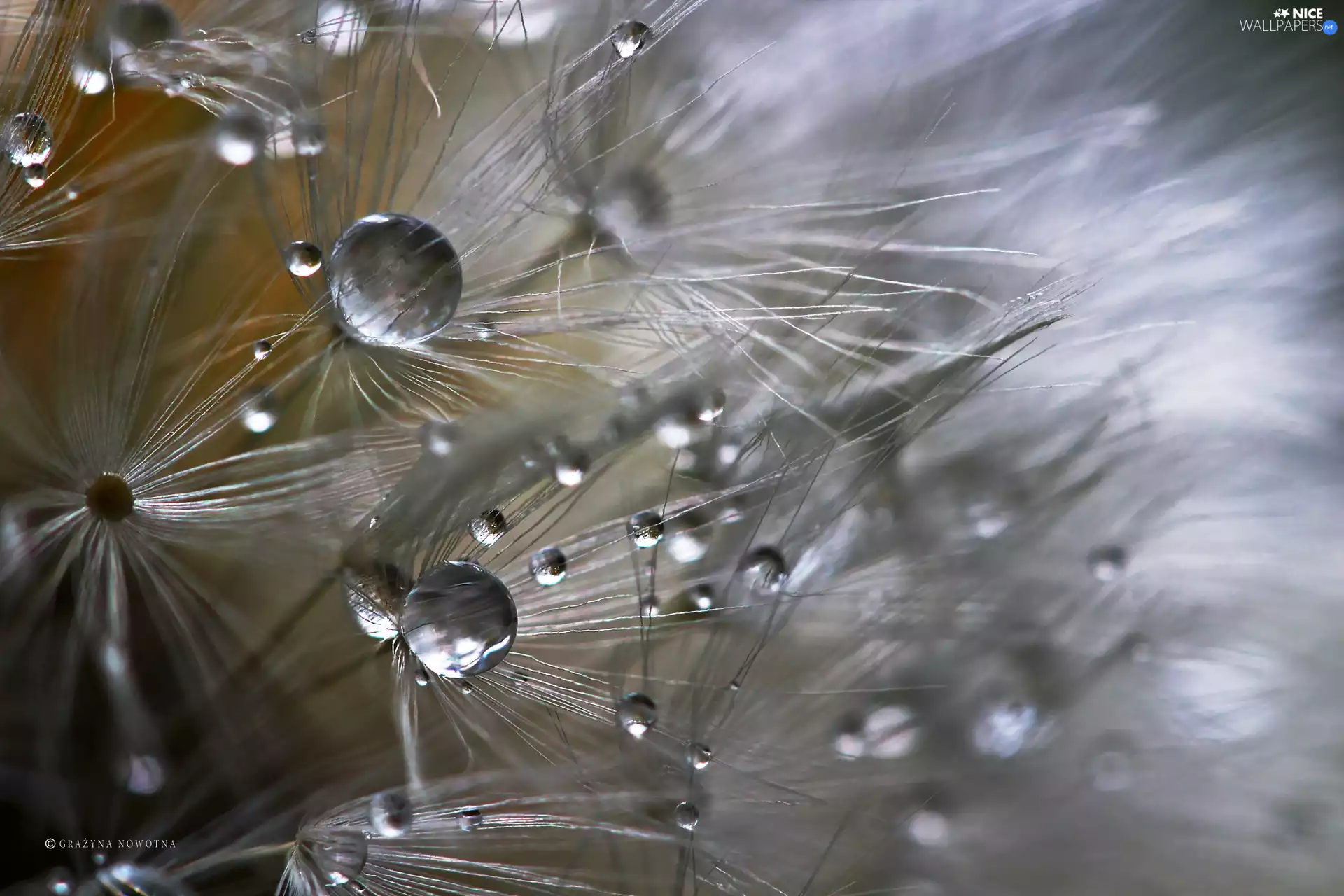 Common Dandelion, drops, Close, dandelion