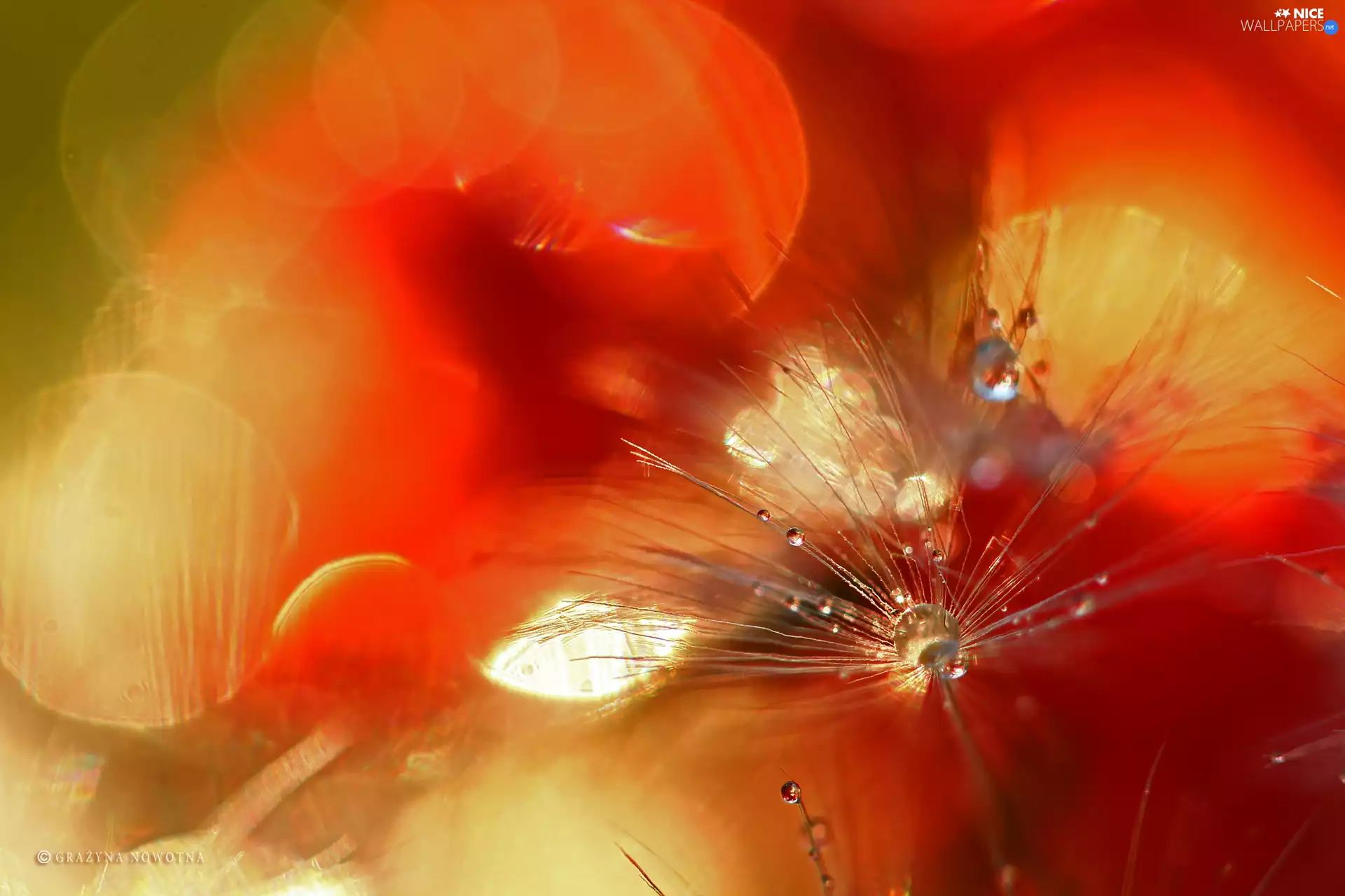 Common Dandelion, drops, Close, dandelions