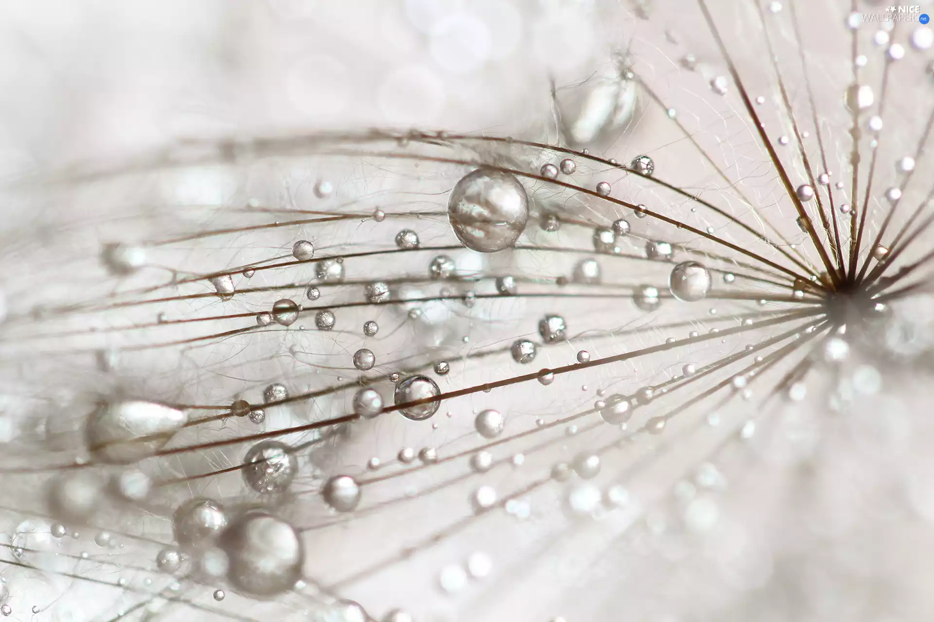 Close, Tragopogon Pratensis, dandelion, Achaenium, drops