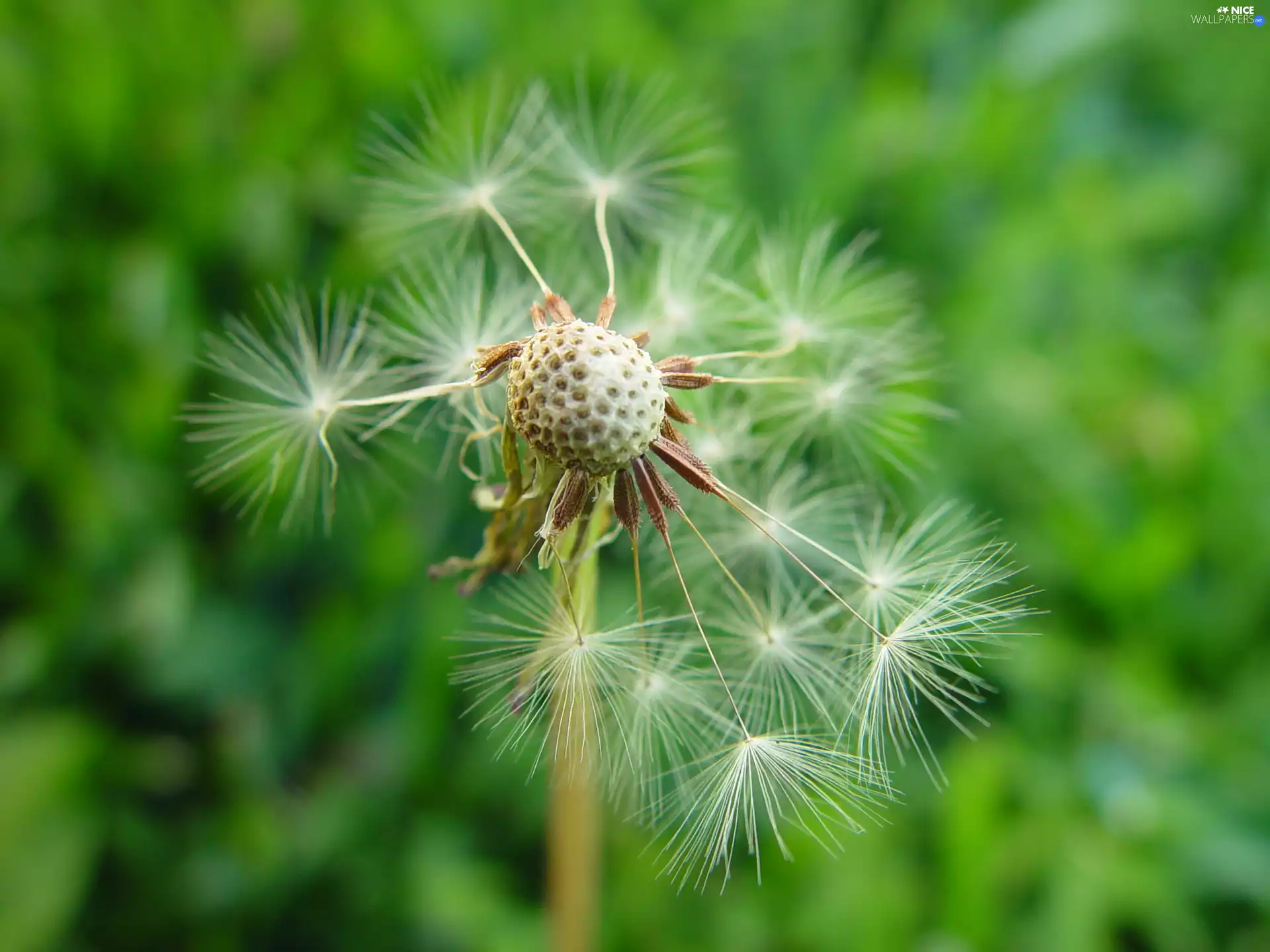 dandelion, grass