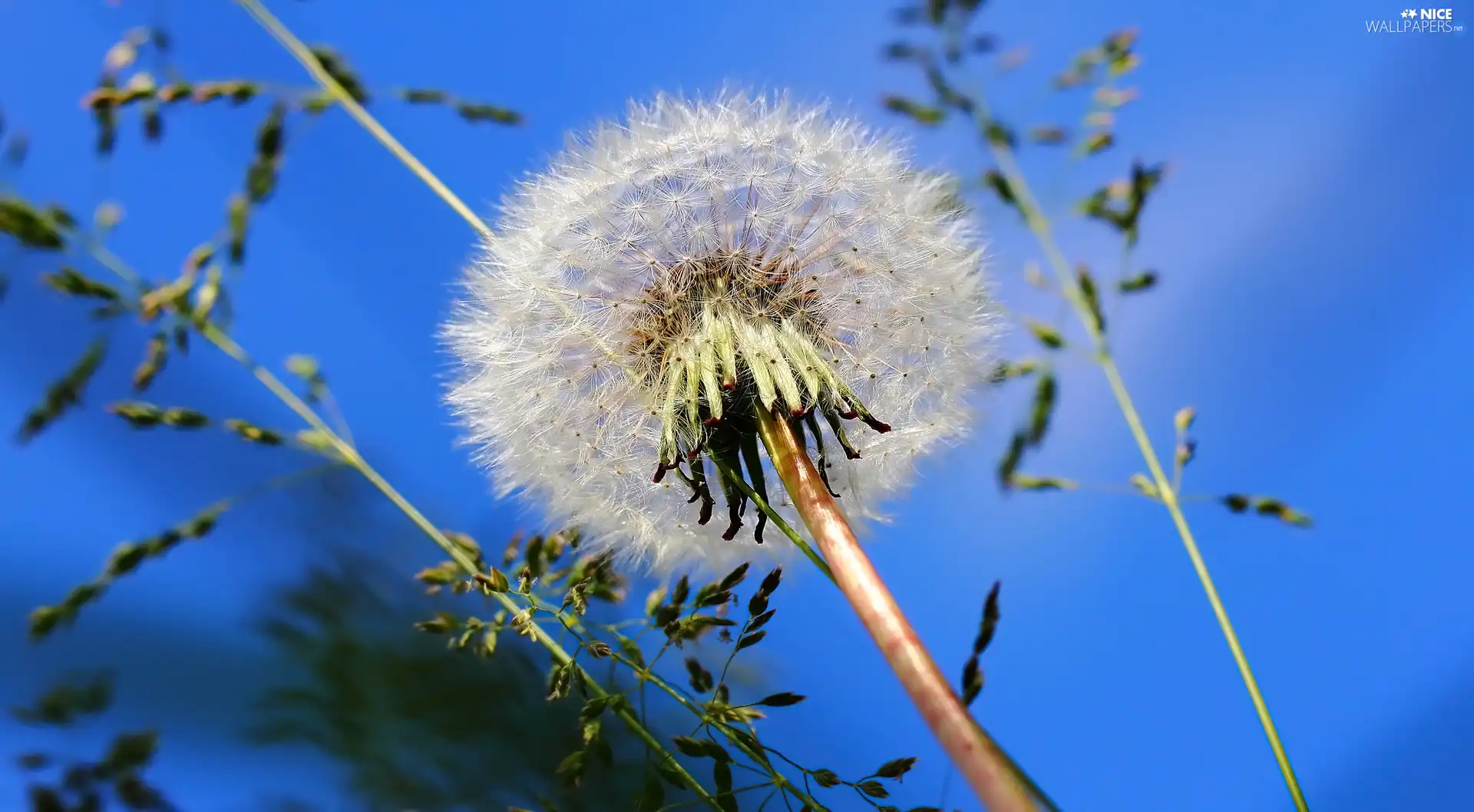 grass, Common Dandelion, dandelion