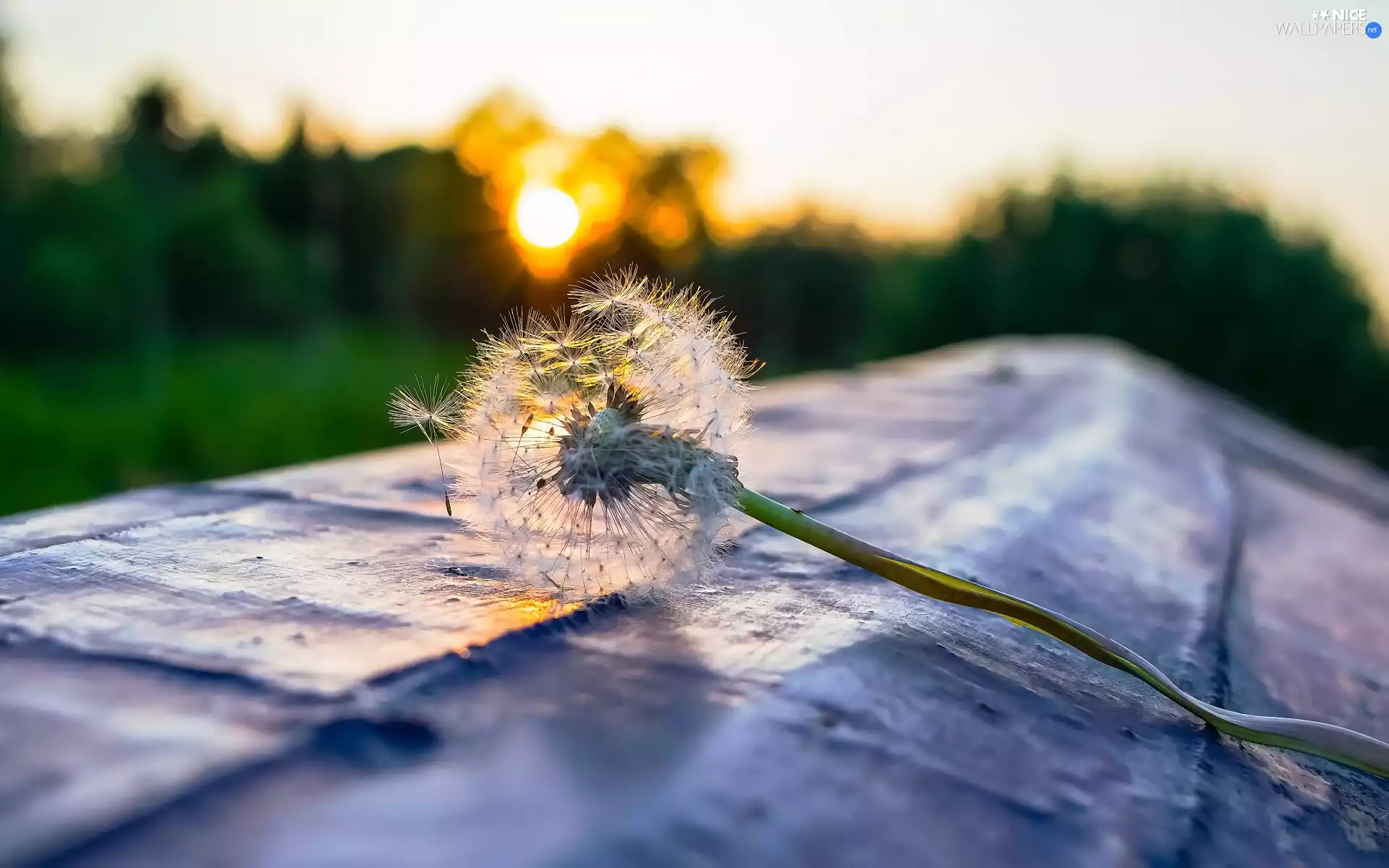 Great Sunsets, illuminated, dandelion