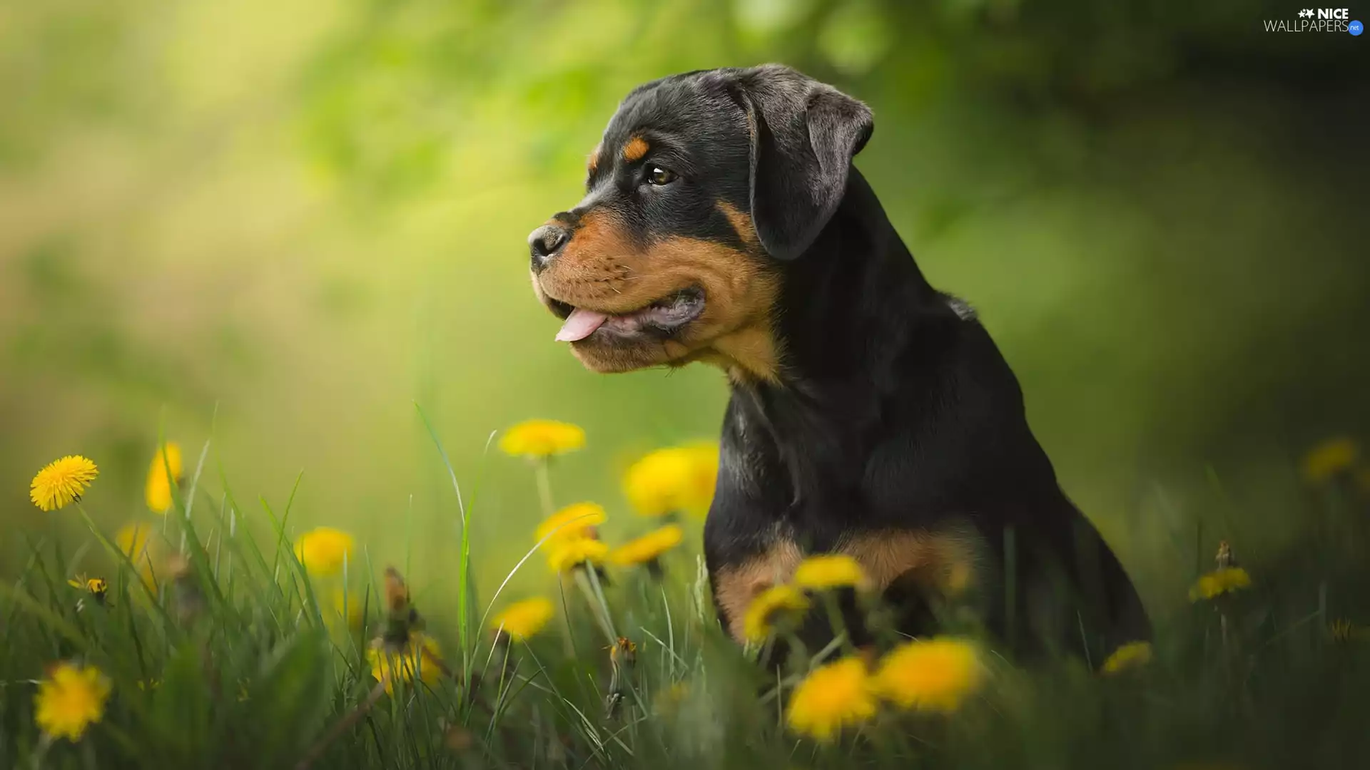 Meadow, dandelion, Puppy, Rottweiler, dog