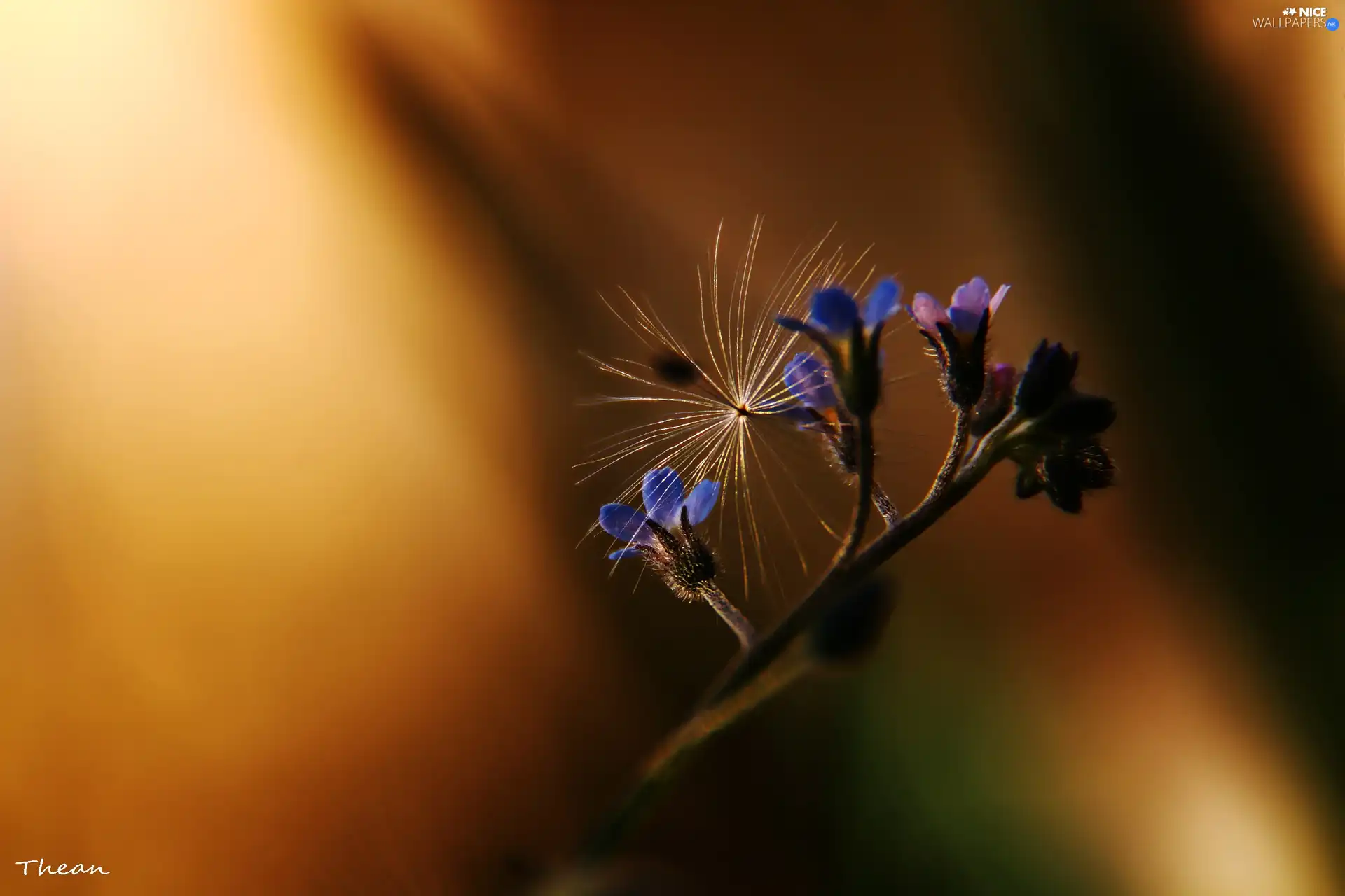 dandelion, Forget, seed