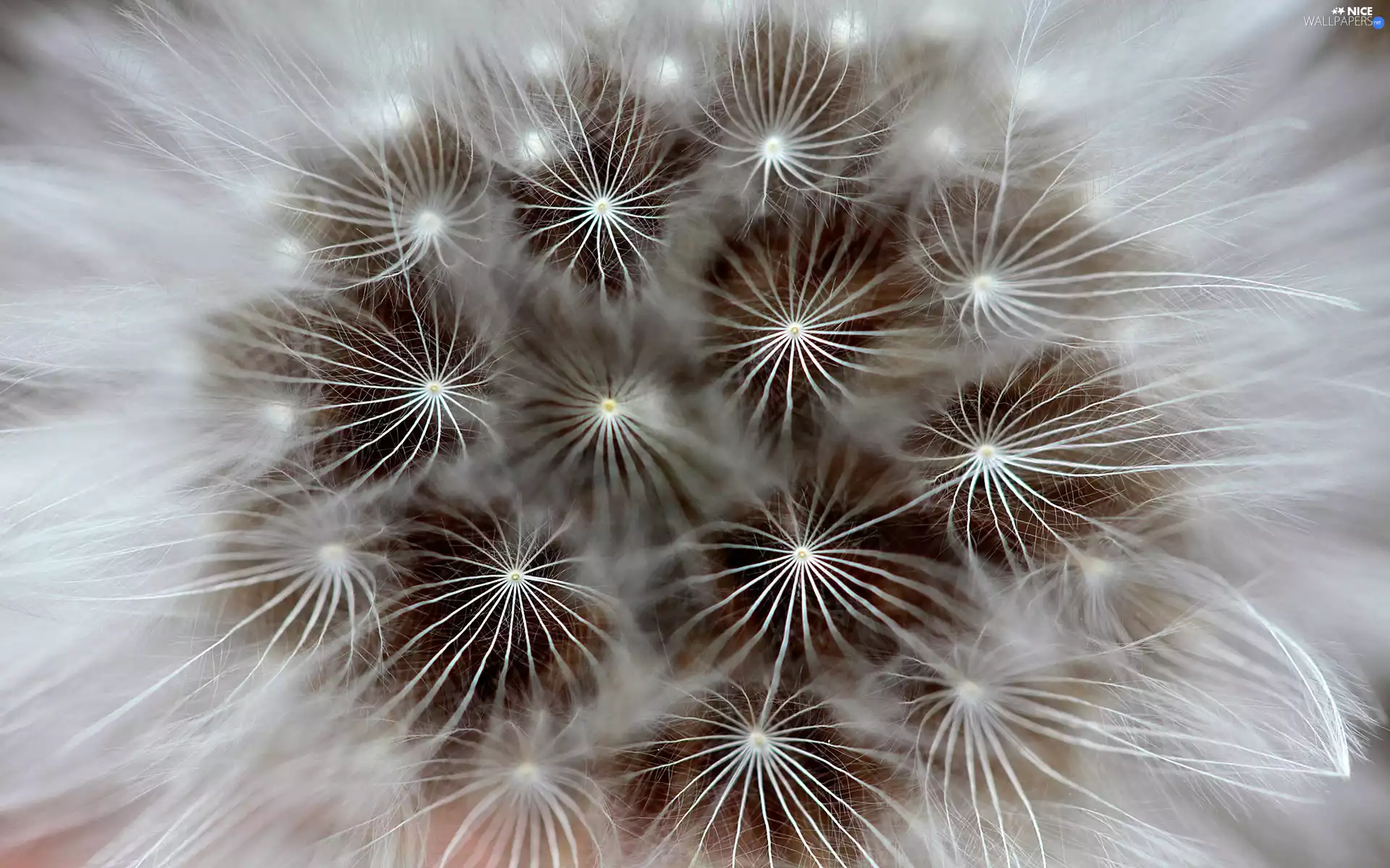 Seeds, dandelion, Common Dandelion