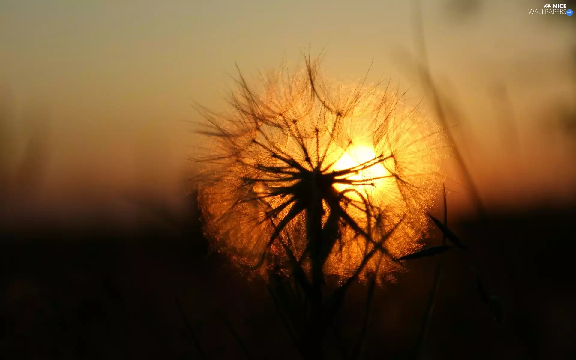 dandelion, west, sun