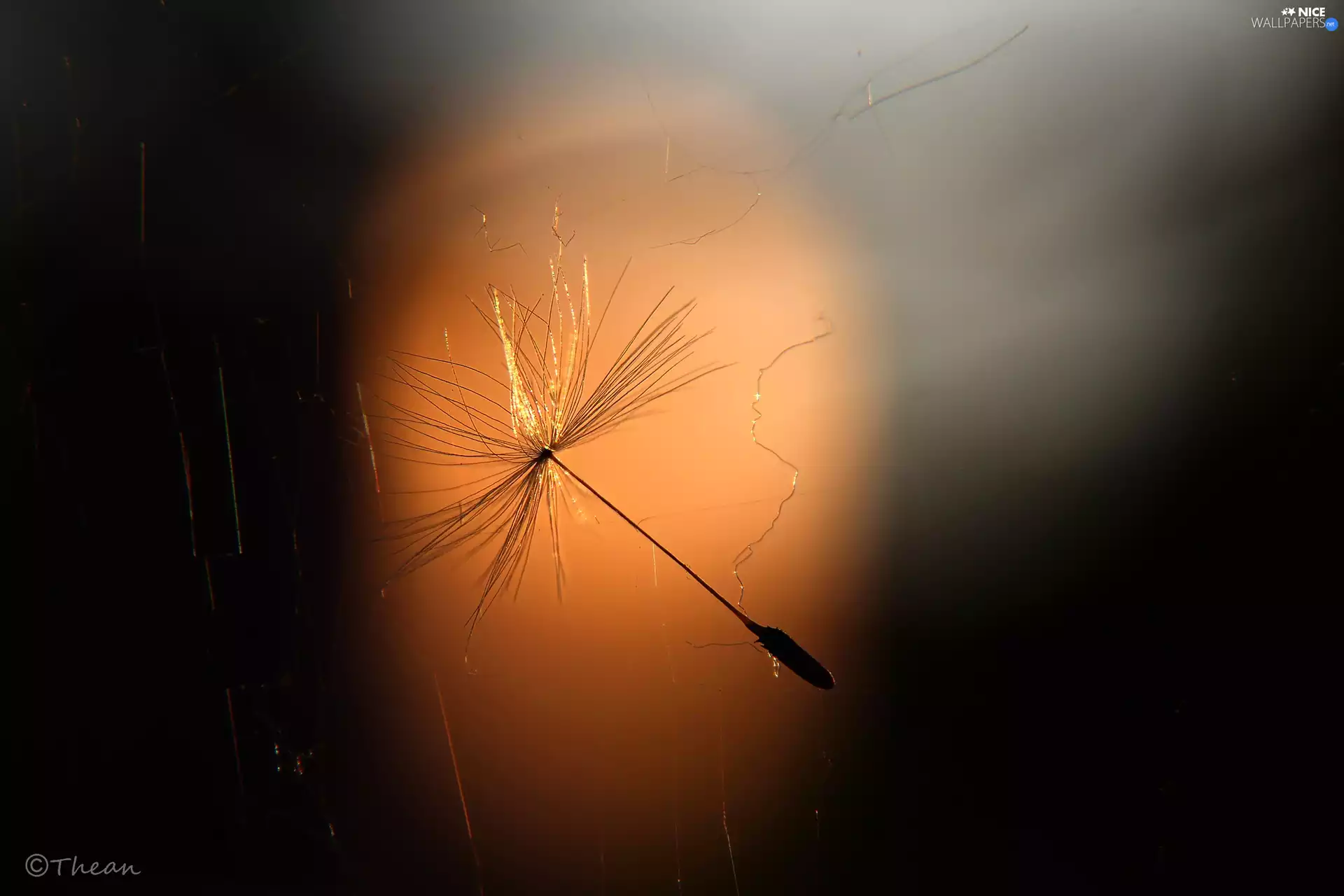 Web, seed, Common Dandelion