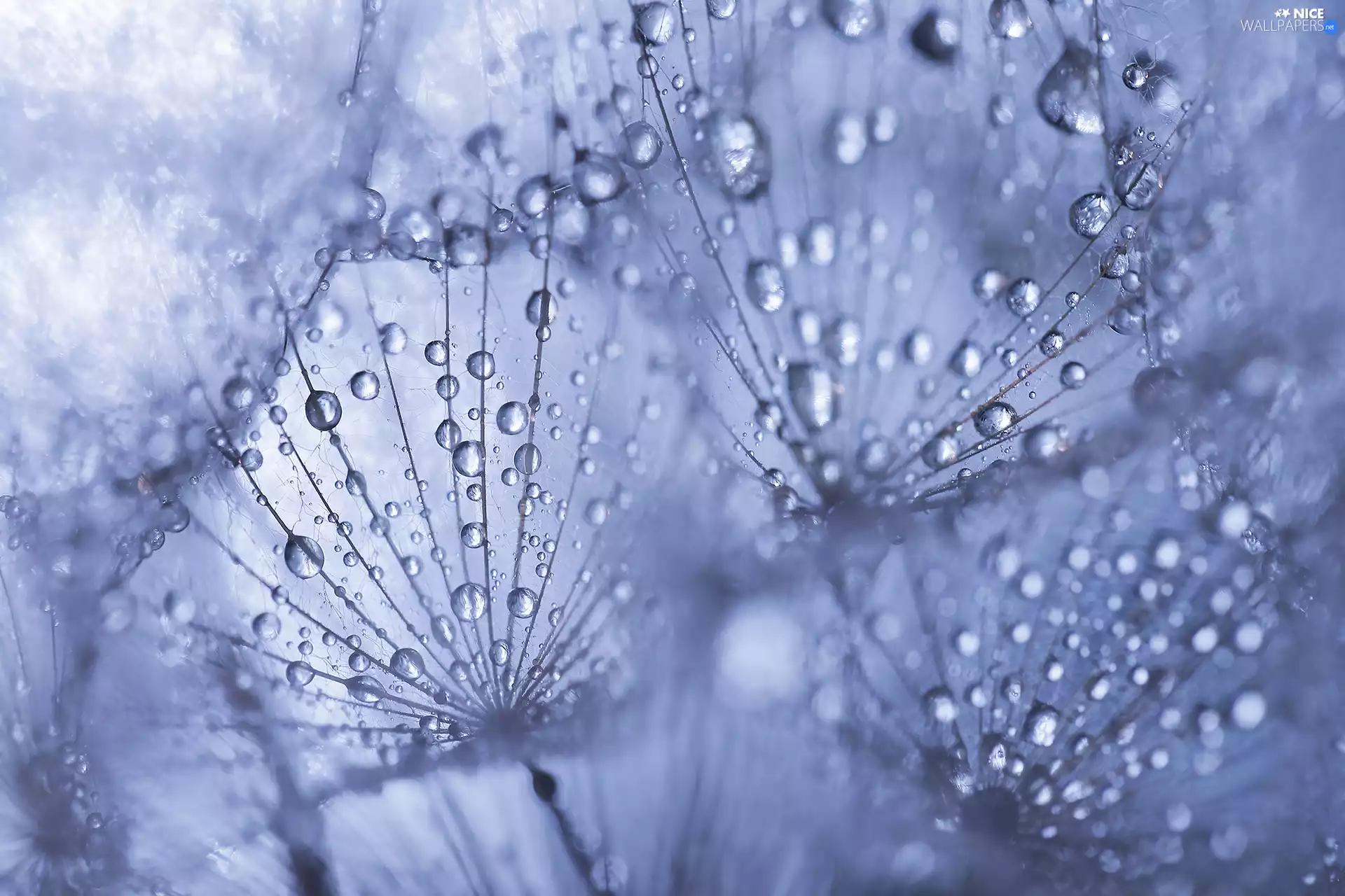 Close, drops, water, dandelions