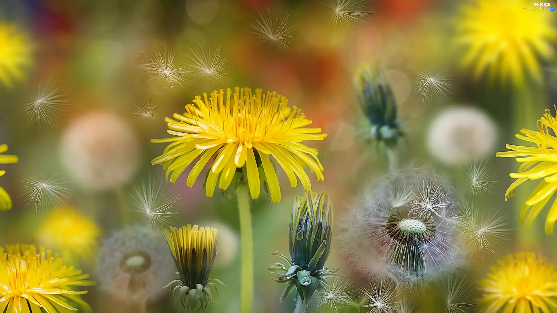 nuns, Achenes, Bokeh, dandelions
