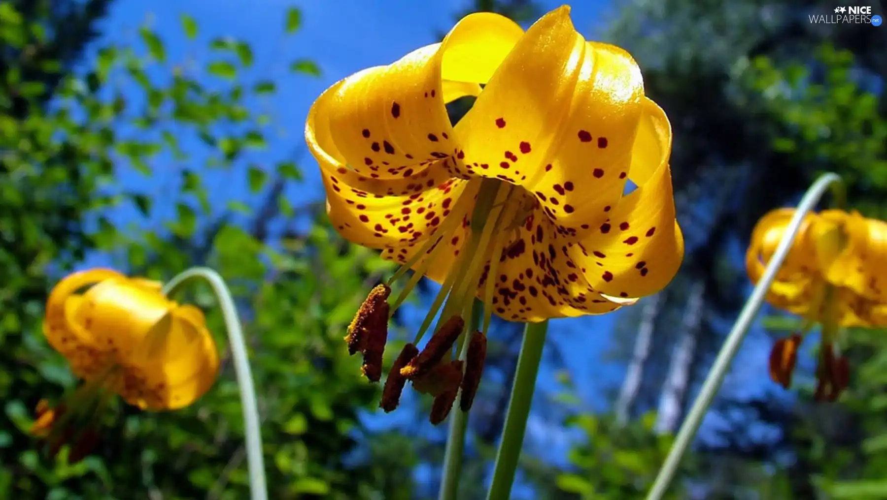 Tiger lily, Yellow Honda, dappled