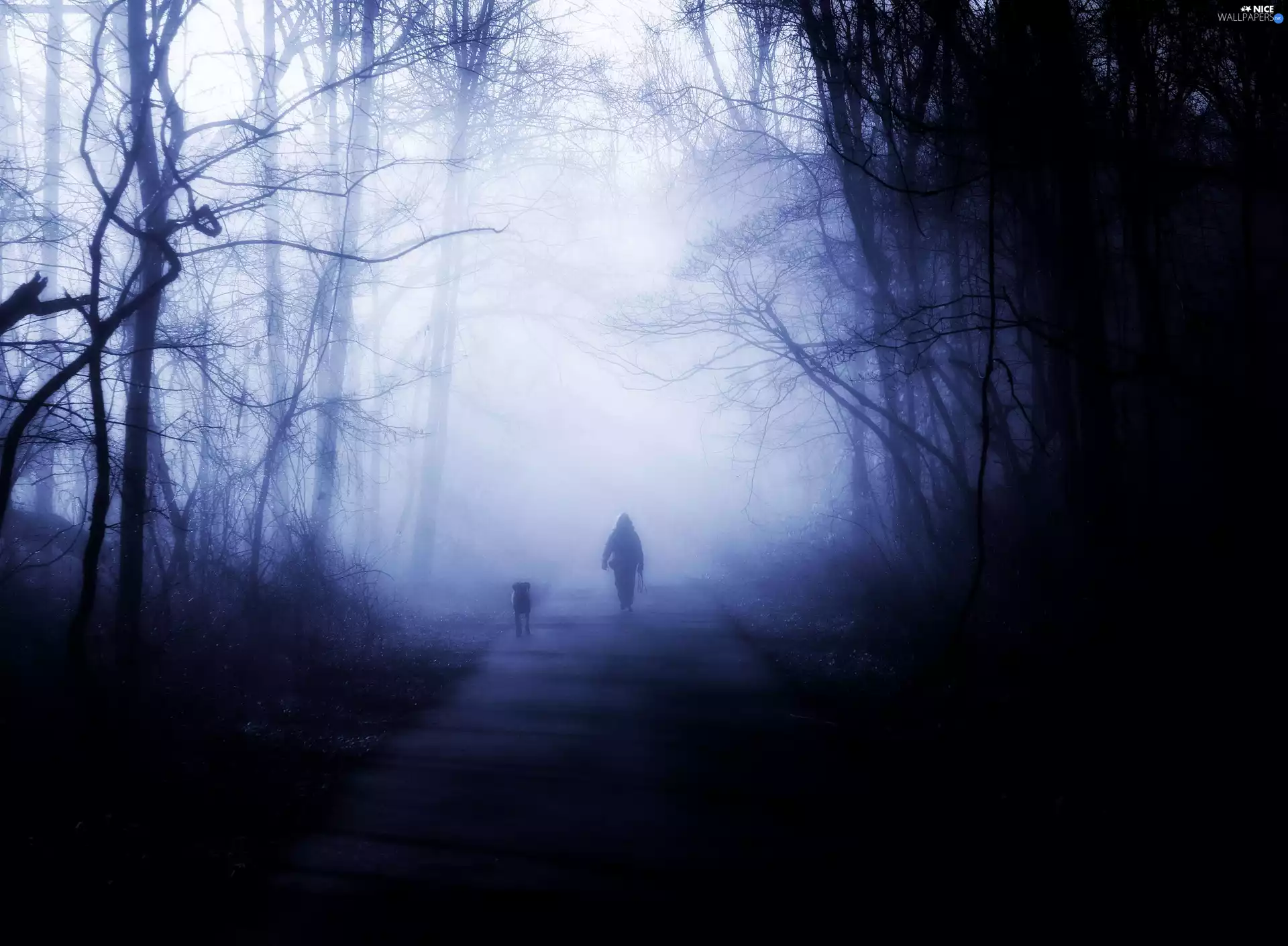 dog, dark, Night, wander, forest