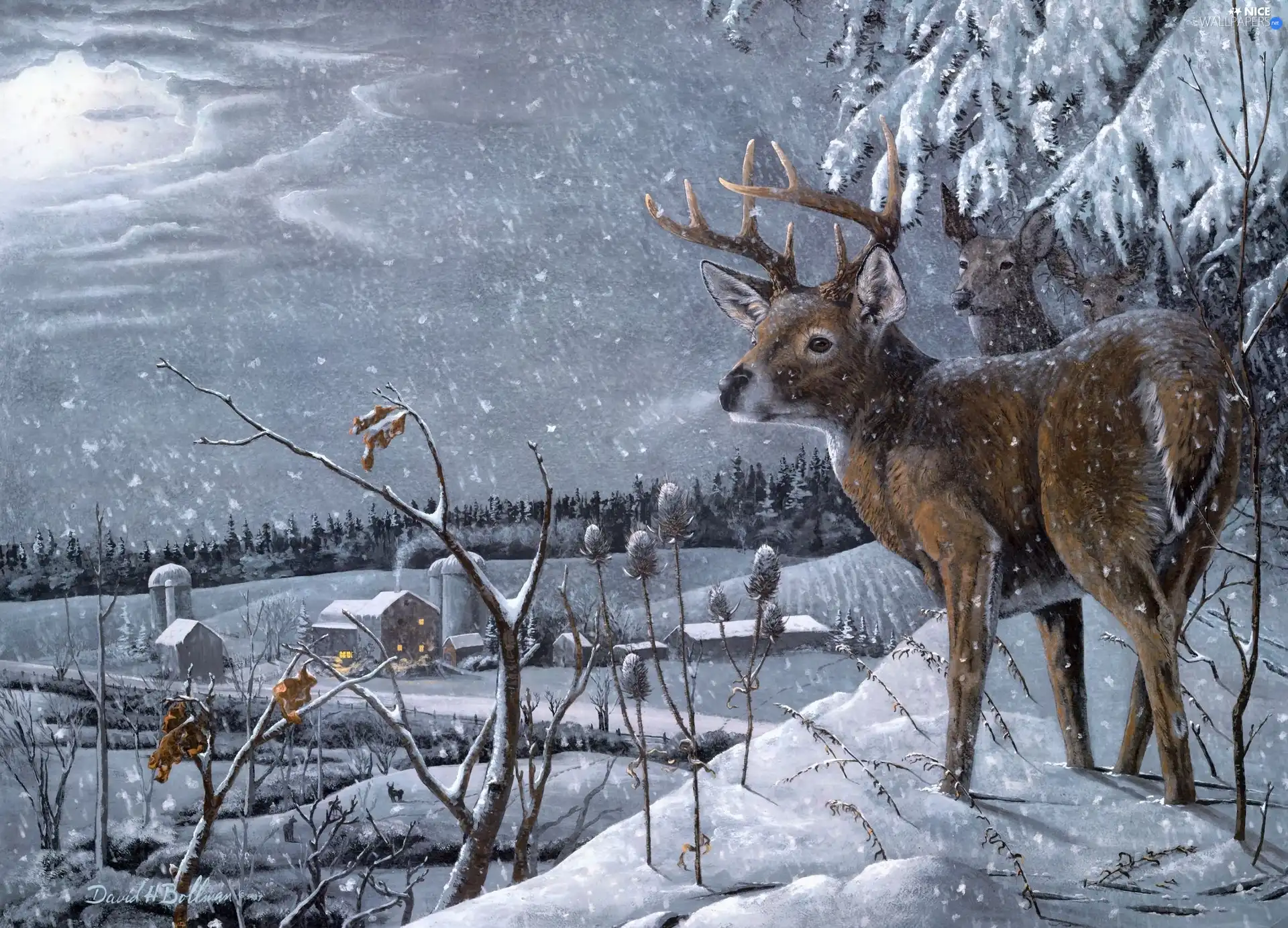 small, winter, David H. Bollman, fawn