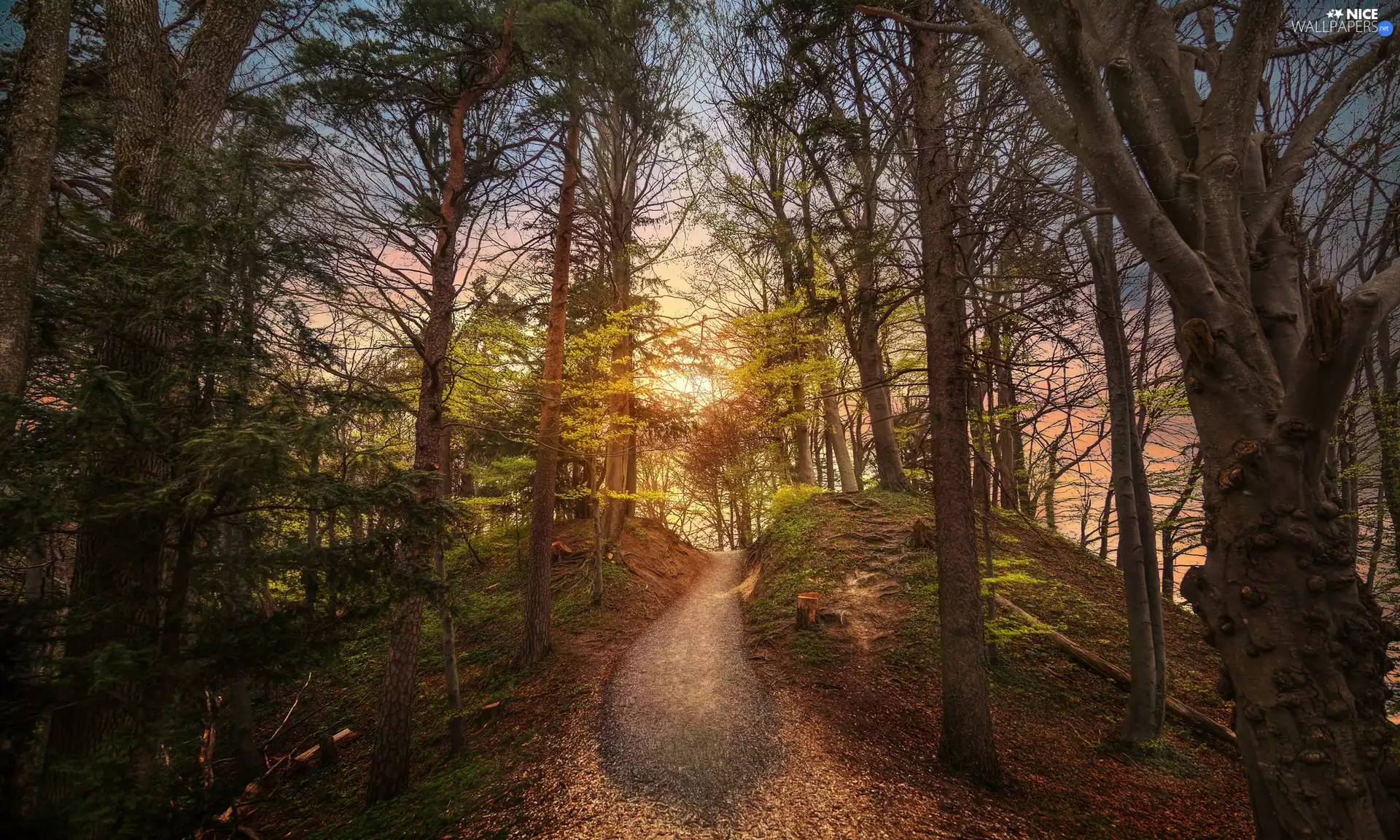Way, dawn, viewes, forest, trees