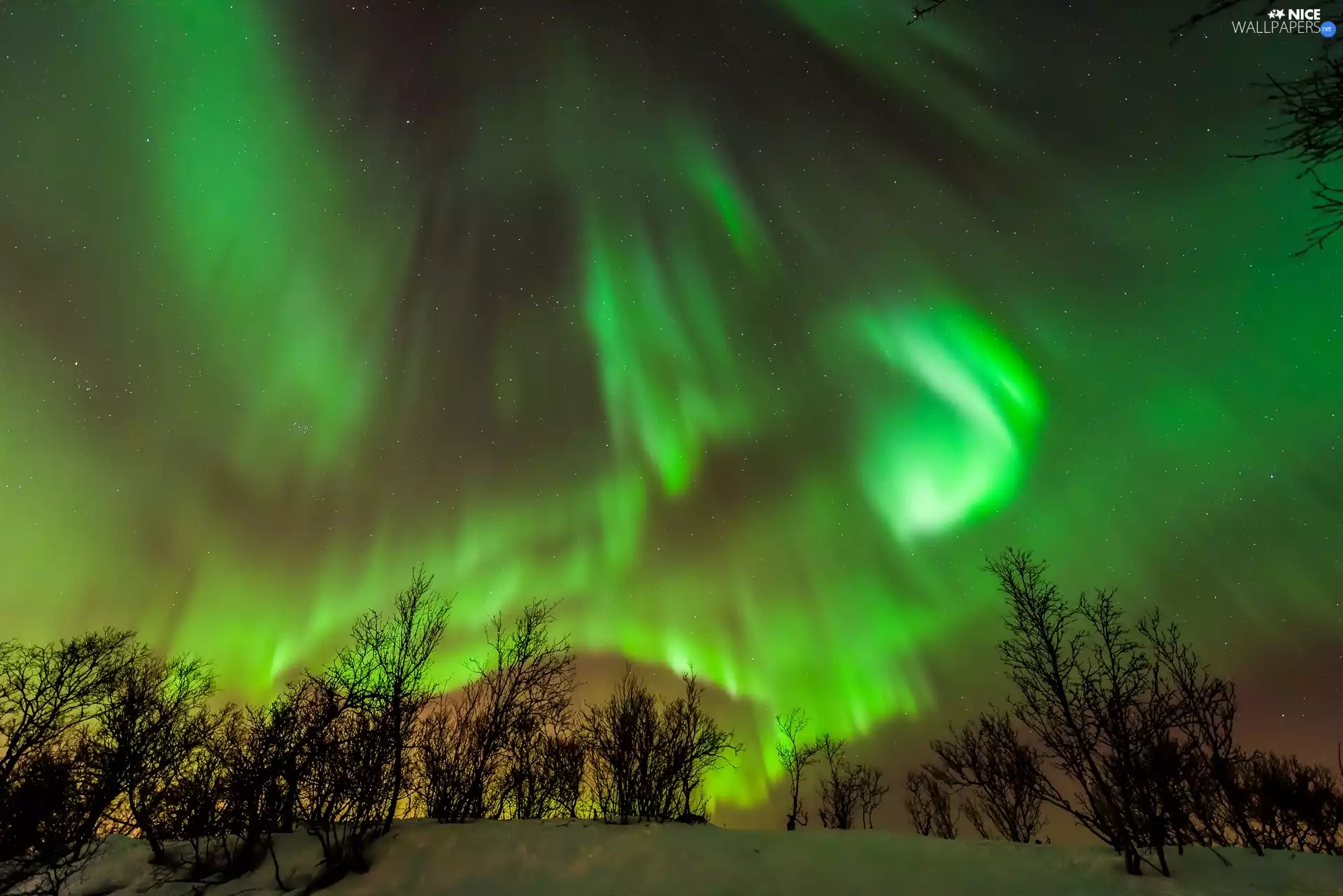 winter, Polaris, Bush, dawn