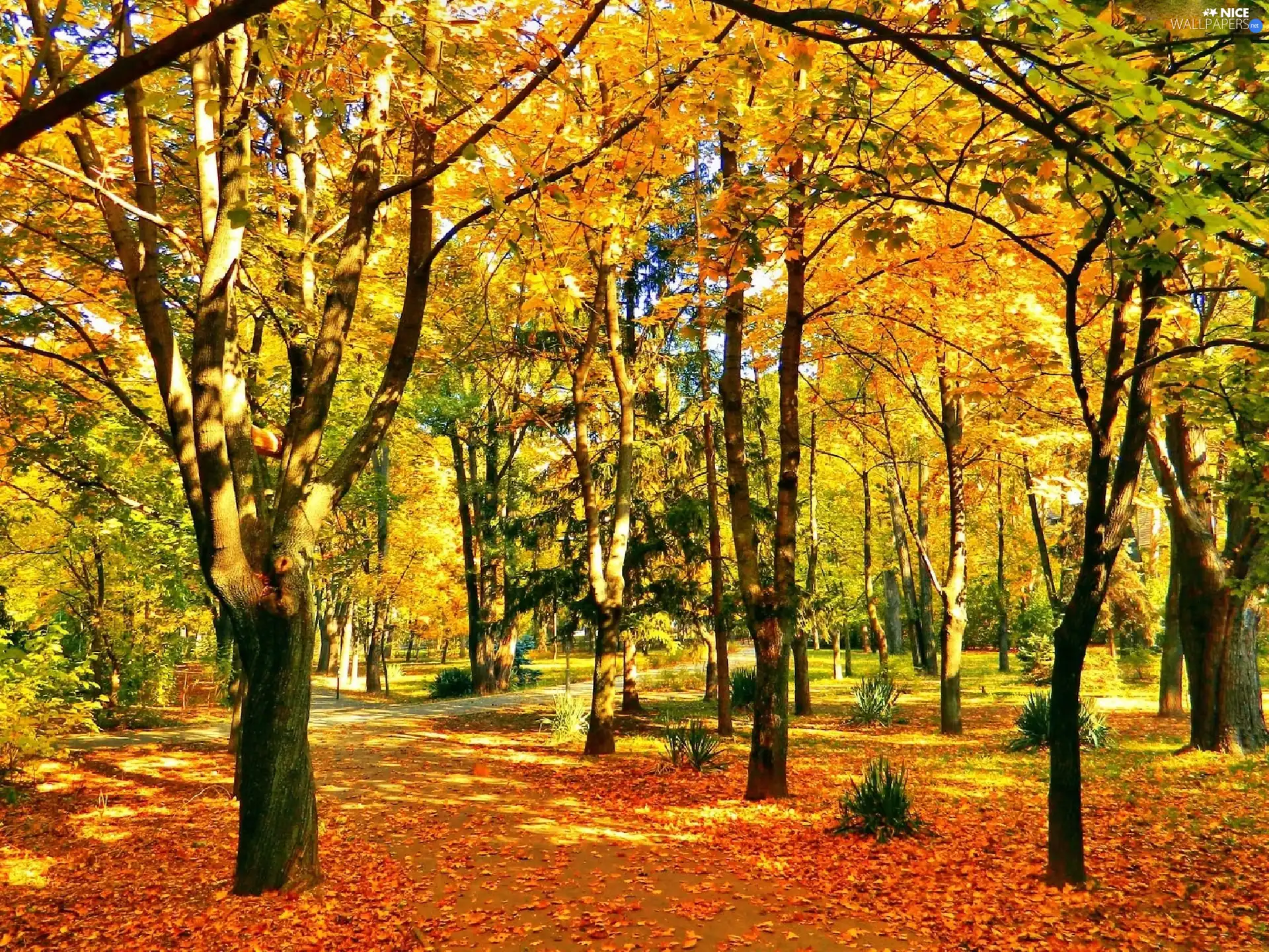 autumn, sunny, day, Park