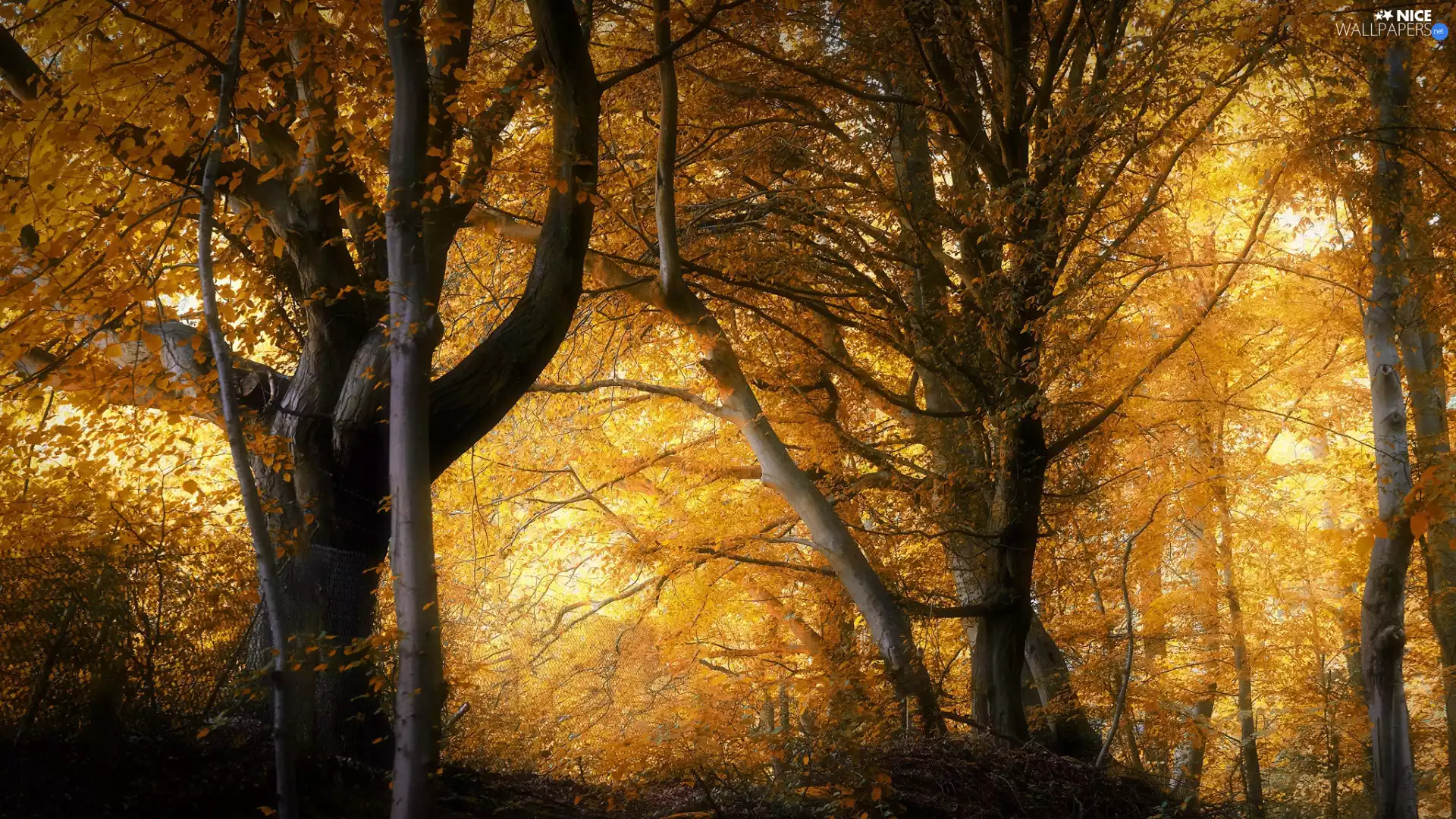 trees, autumn, sunny, day, viewes, forest