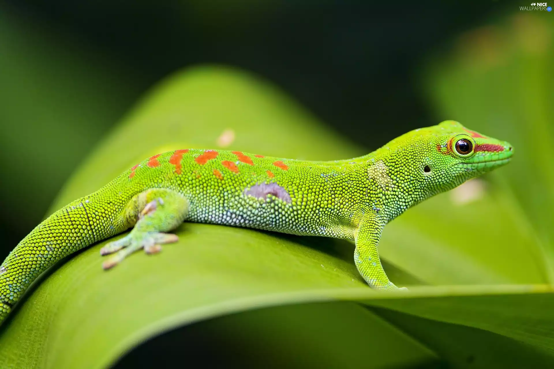 Green, gecko, Madagascar Day Gecko, lizard