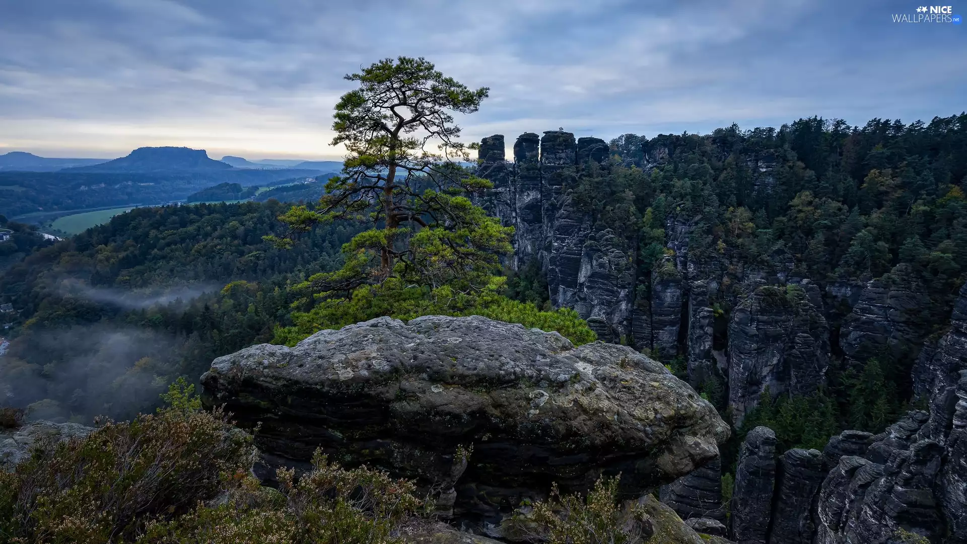 Plants, trees, Germany, viewes, Saxon Switzerland National Park, rocks, Děčínská vrchovina, pine