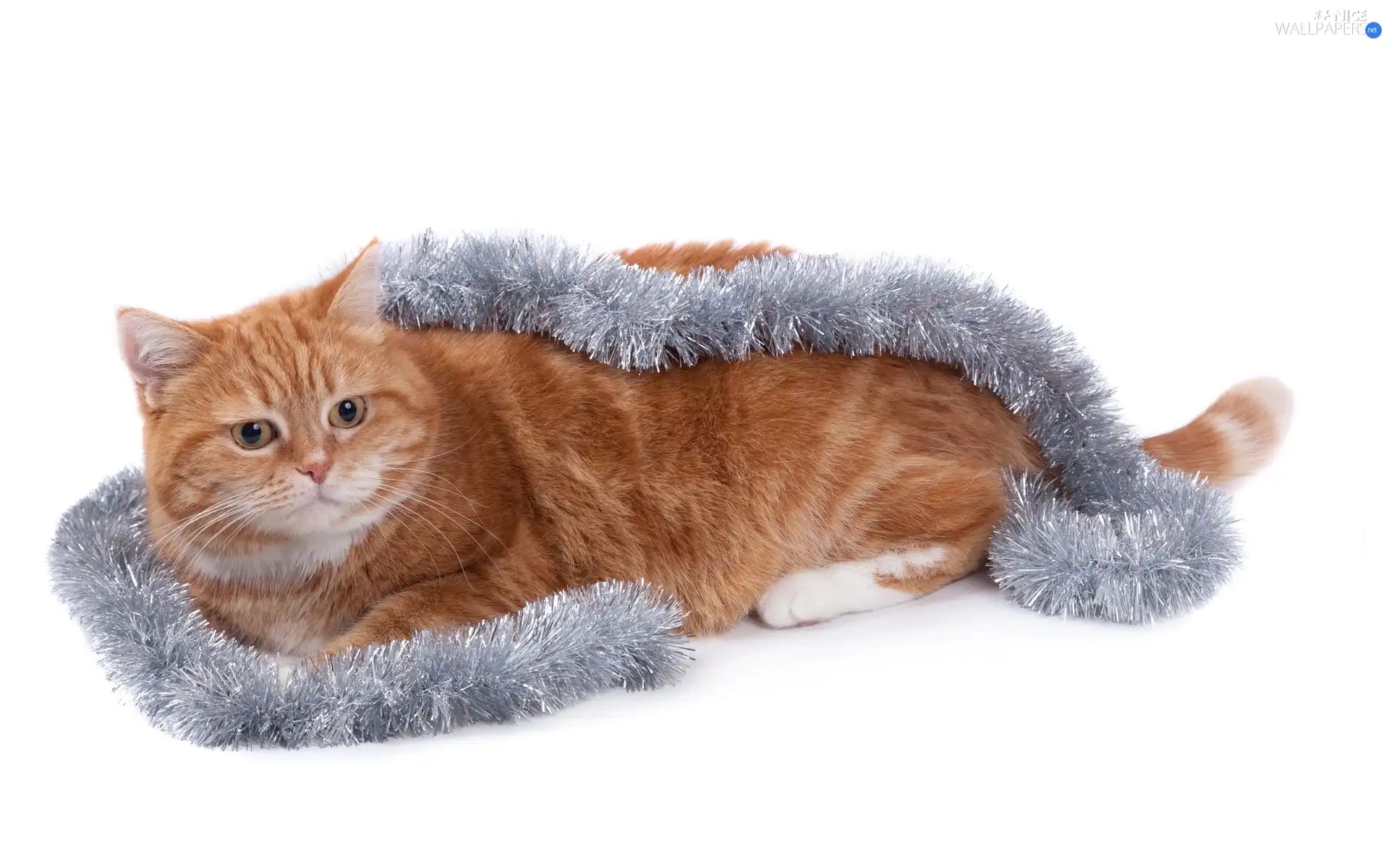 ginger, chain, decorated, cat