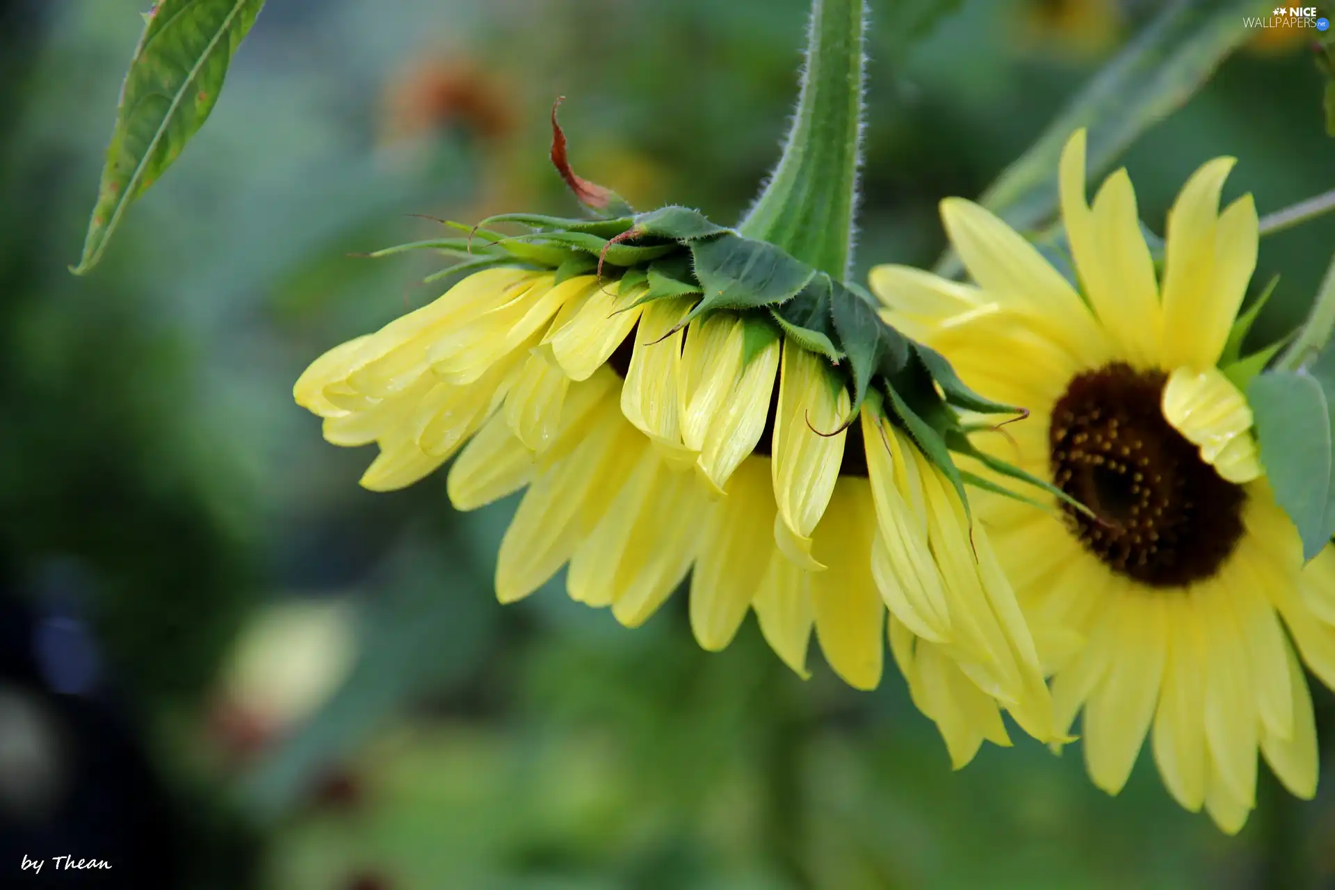 Sunflower, decorated