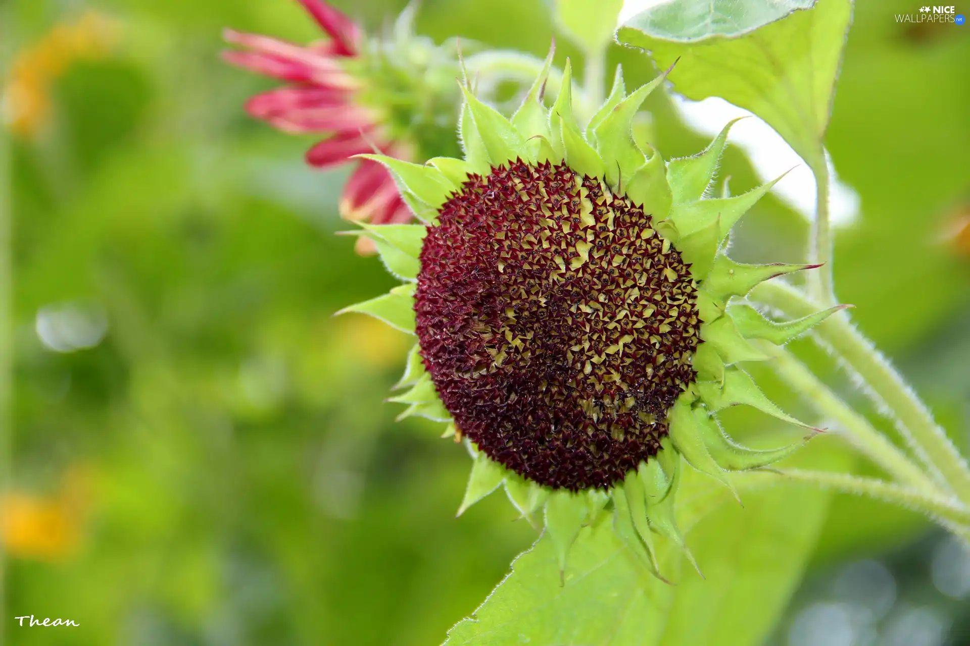 Sunflower, decorated