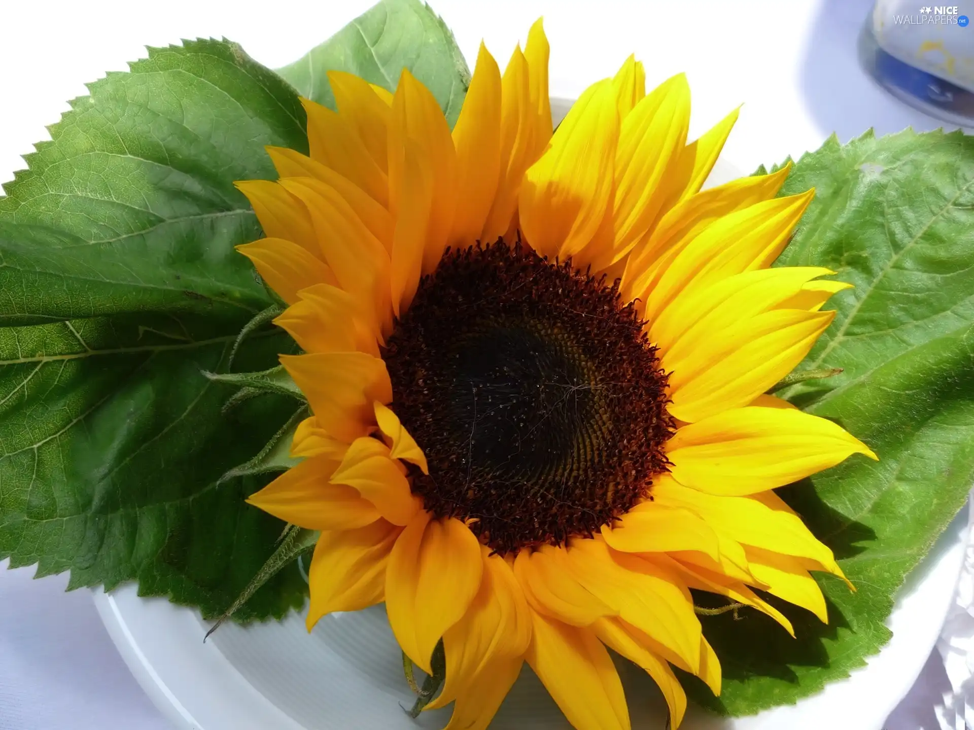 Sunflower, decorated