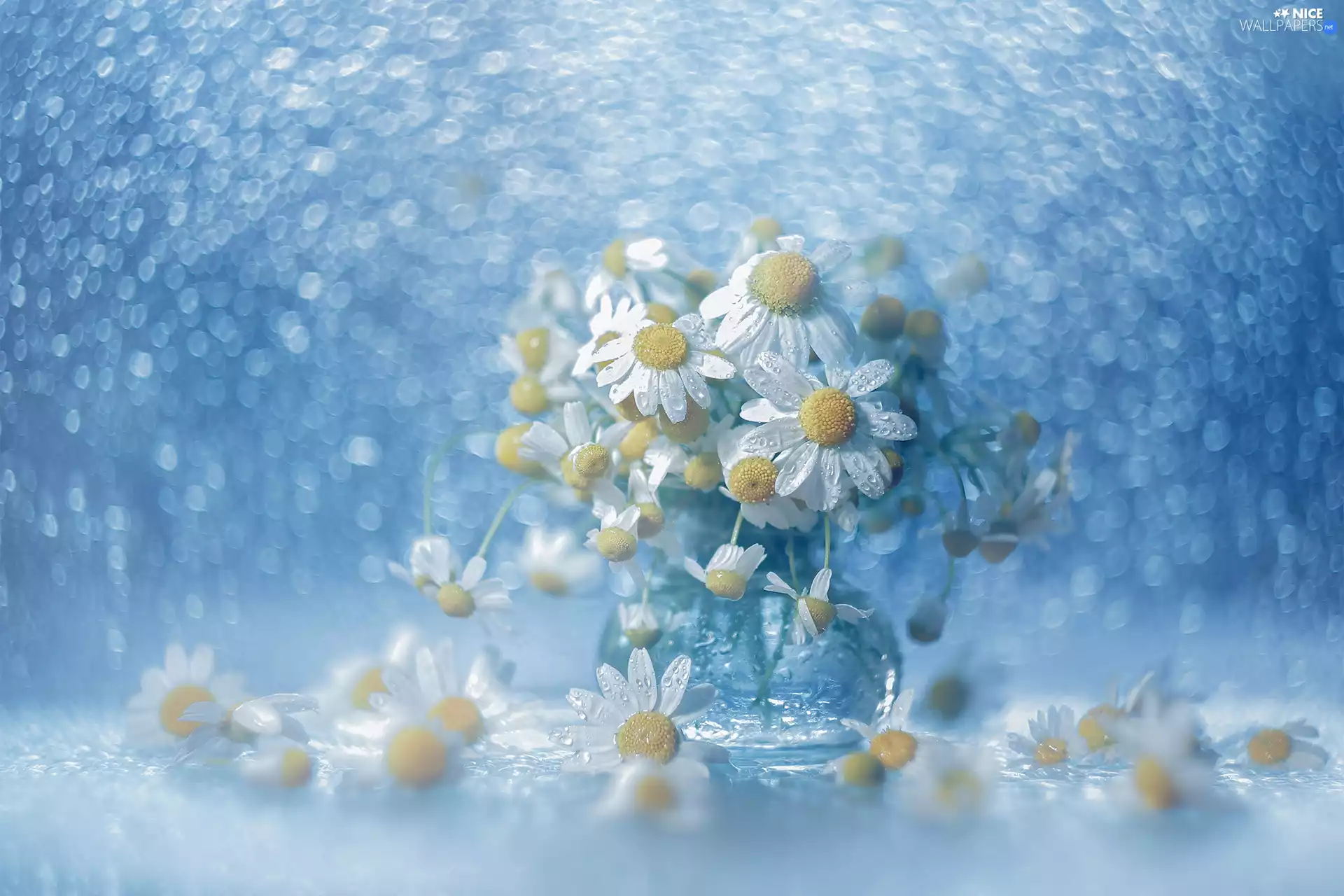 Flowers, chamomile, Bokeh, decoration, vase, White