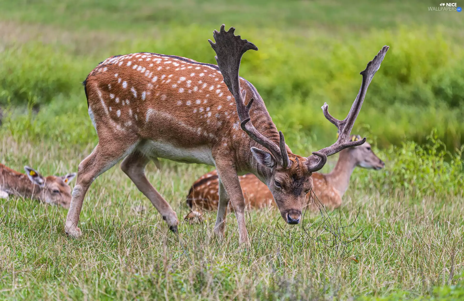 Deer, grass