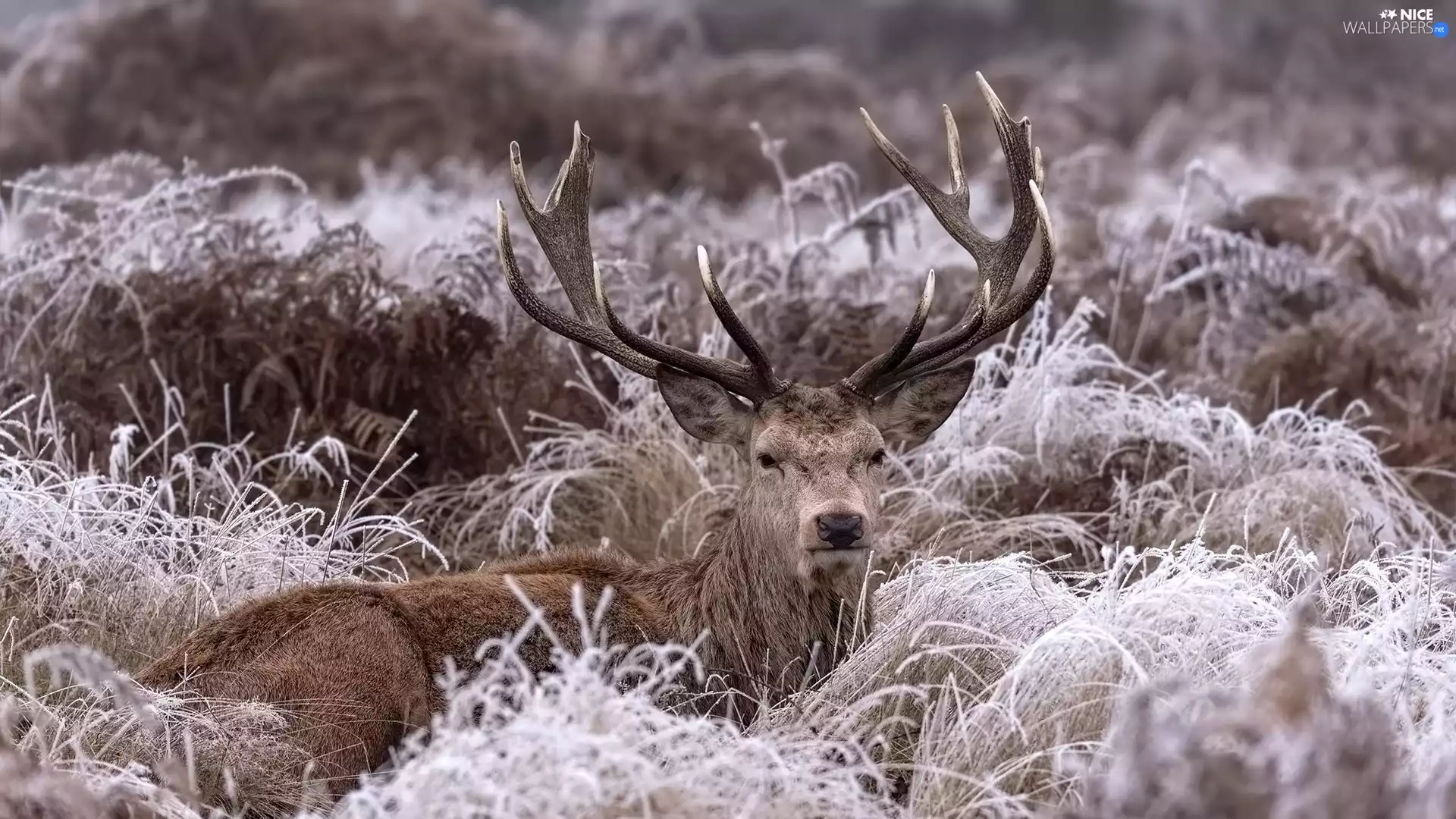 lying, frosty, grass, deer