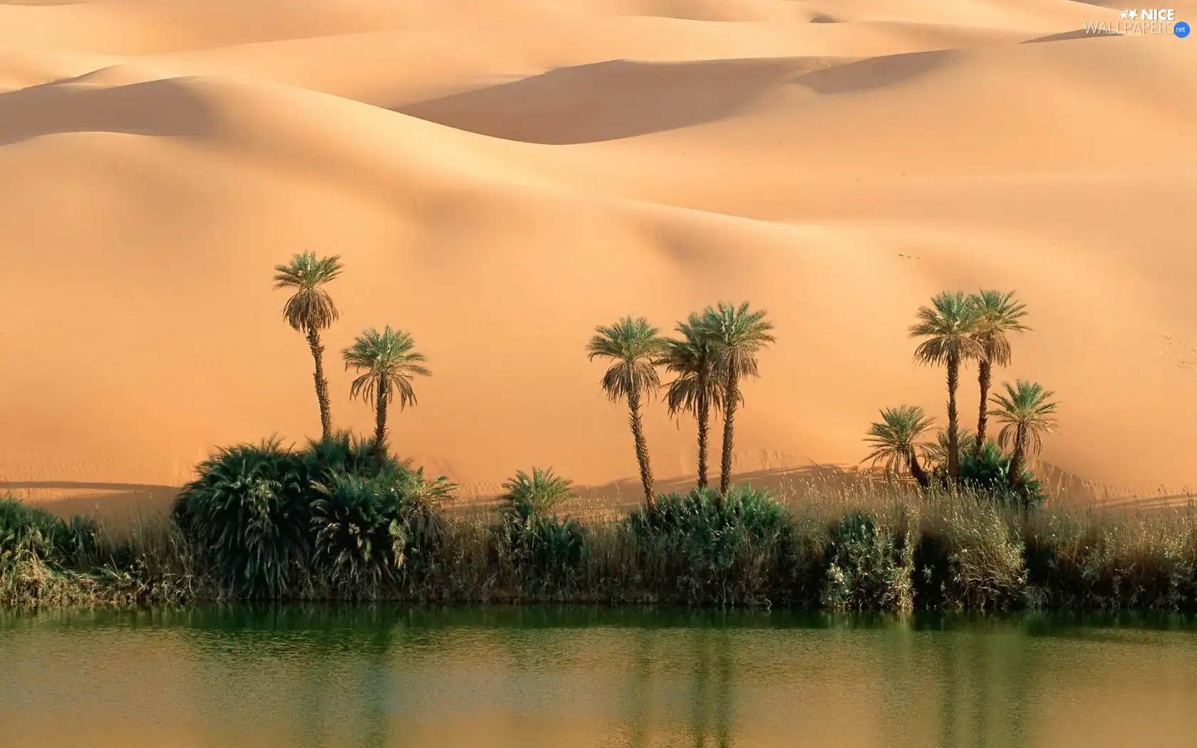 Desert, lake, Palms