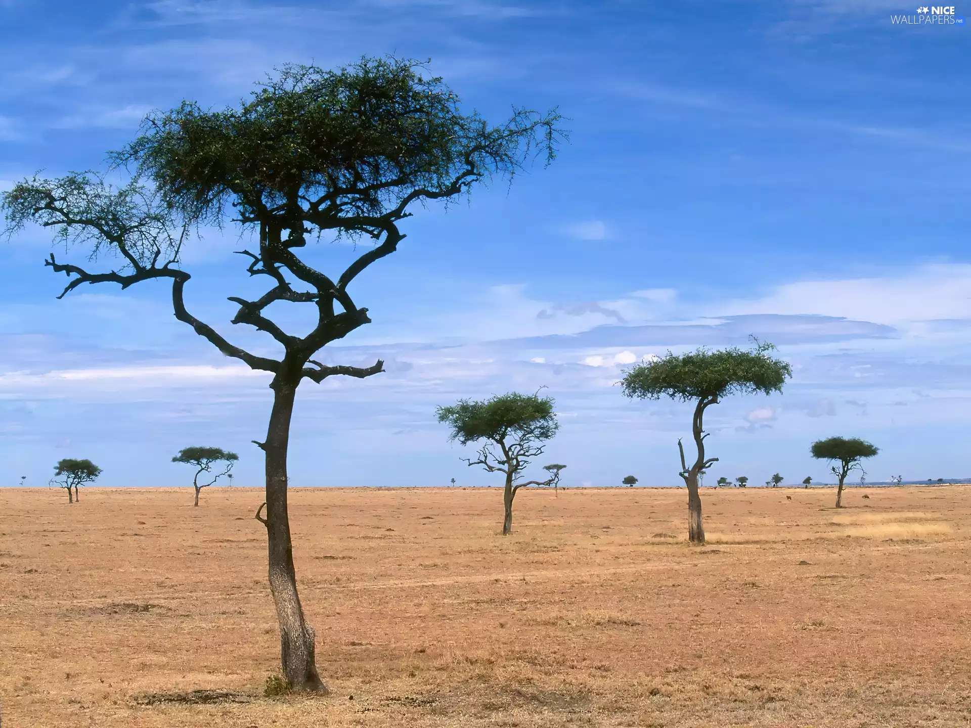 Desert, trees, viewes