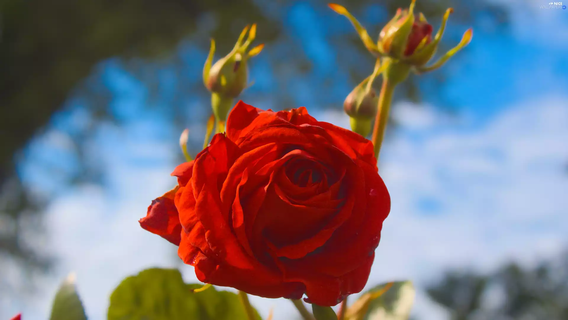 rapprochement, blurry background, developed, rose, red hot