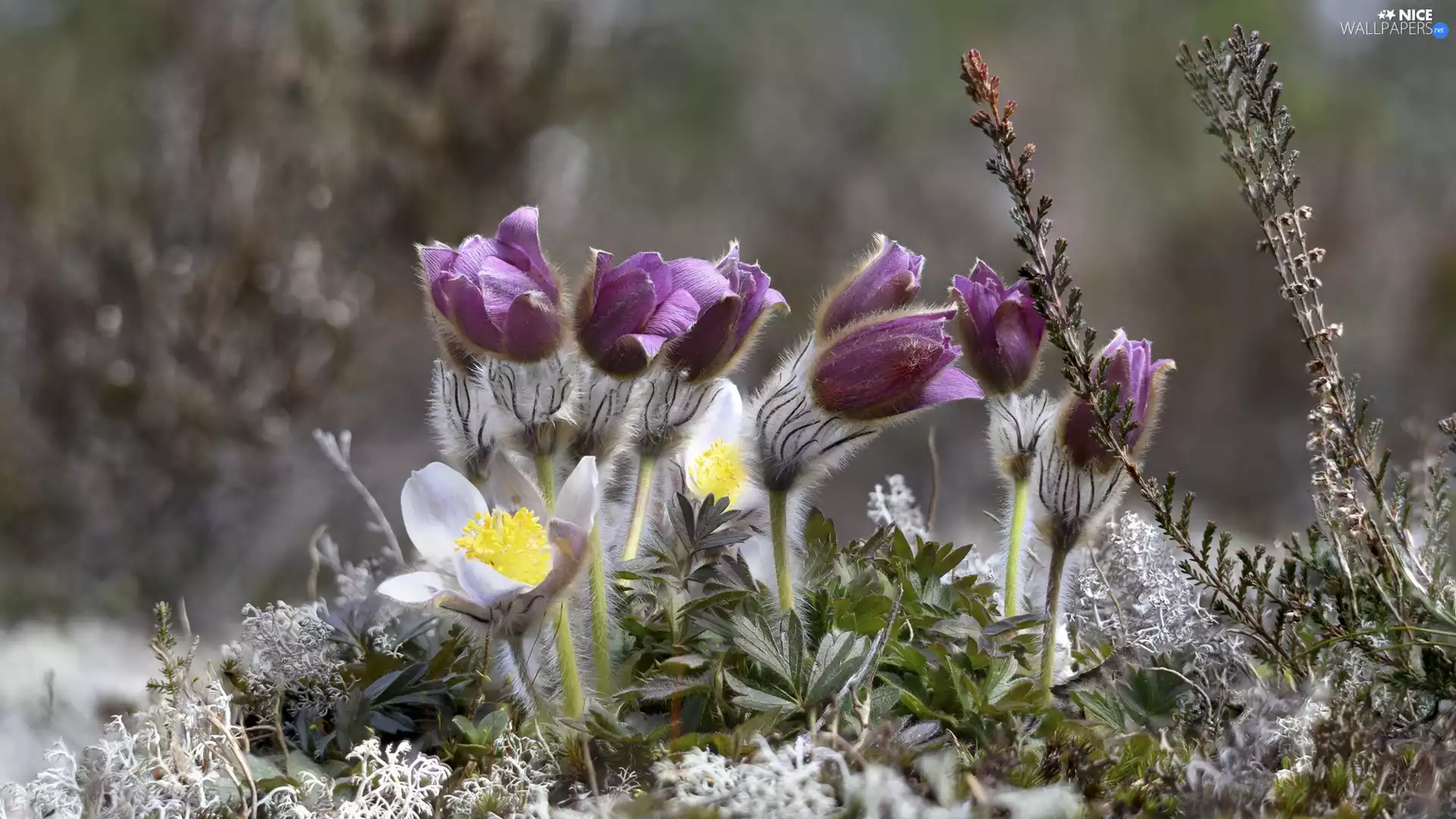 Flowers, pasque, Buds, developed