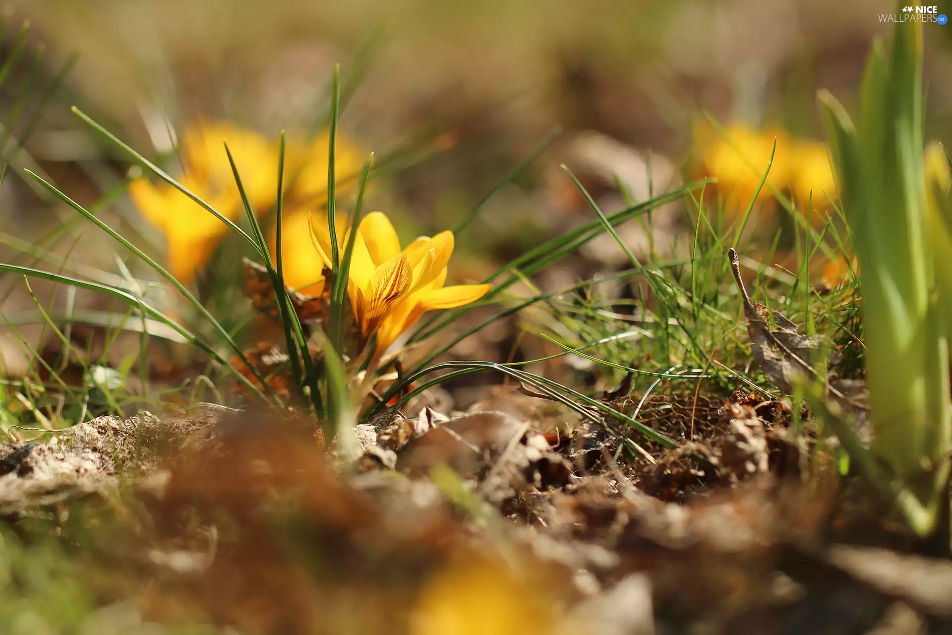 Flowers, Yellow, crocuses, developed