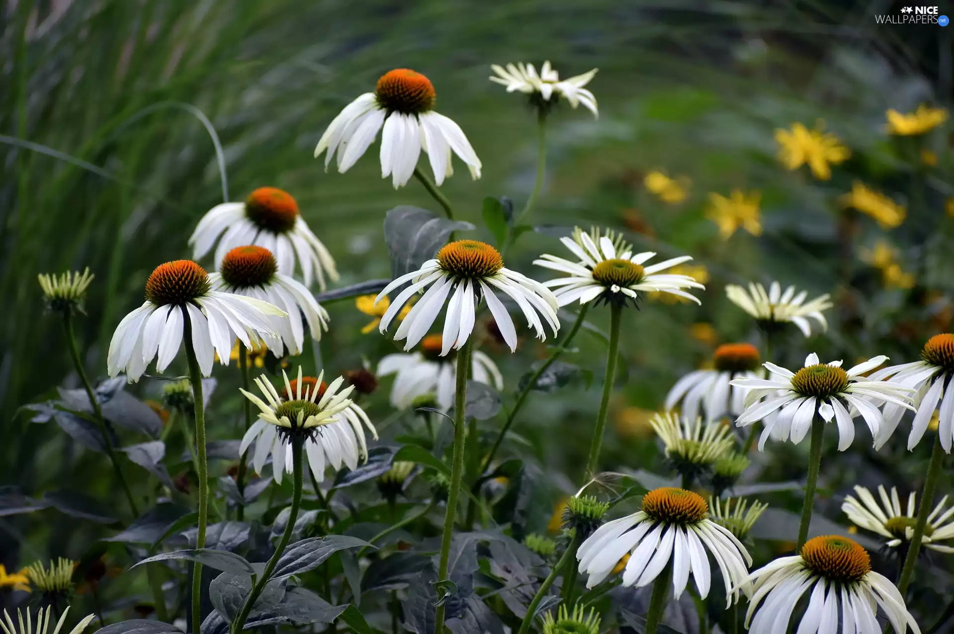 Flowers, White, echinacea, developed