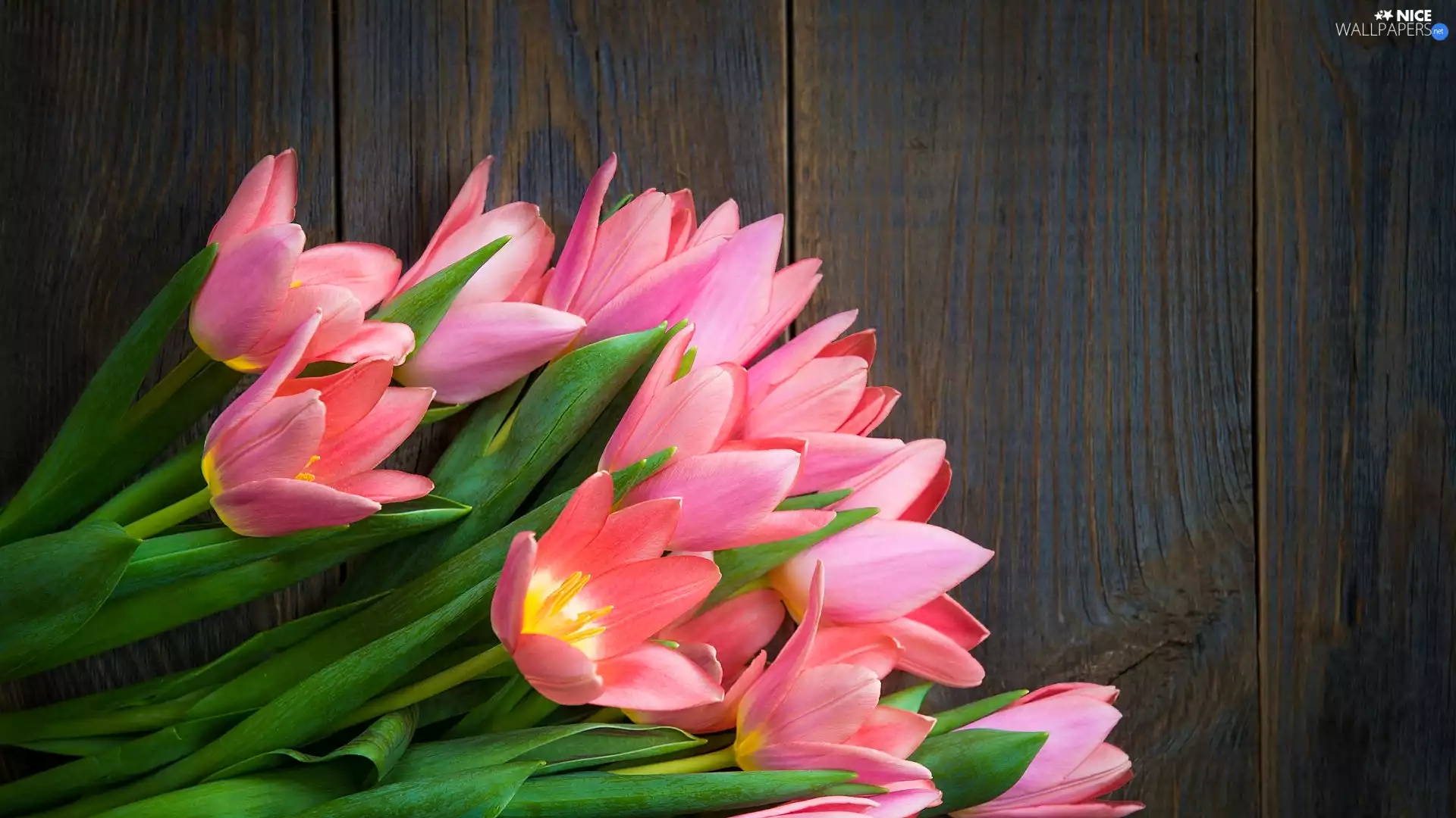 Tulips, boarding, Pink, developed, Colourfull Flowers