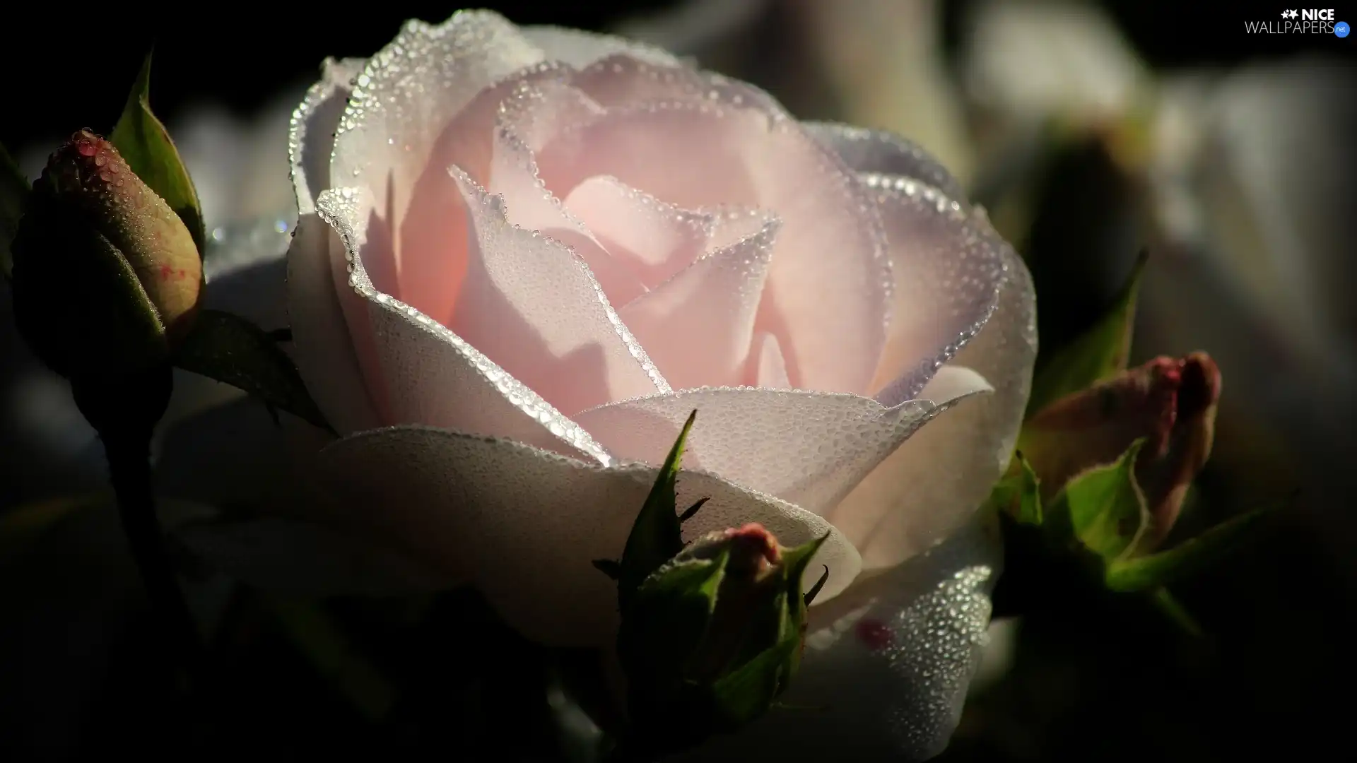 Pink, rose, developed, drops, flash, luminosity, ligh, sun, Buds