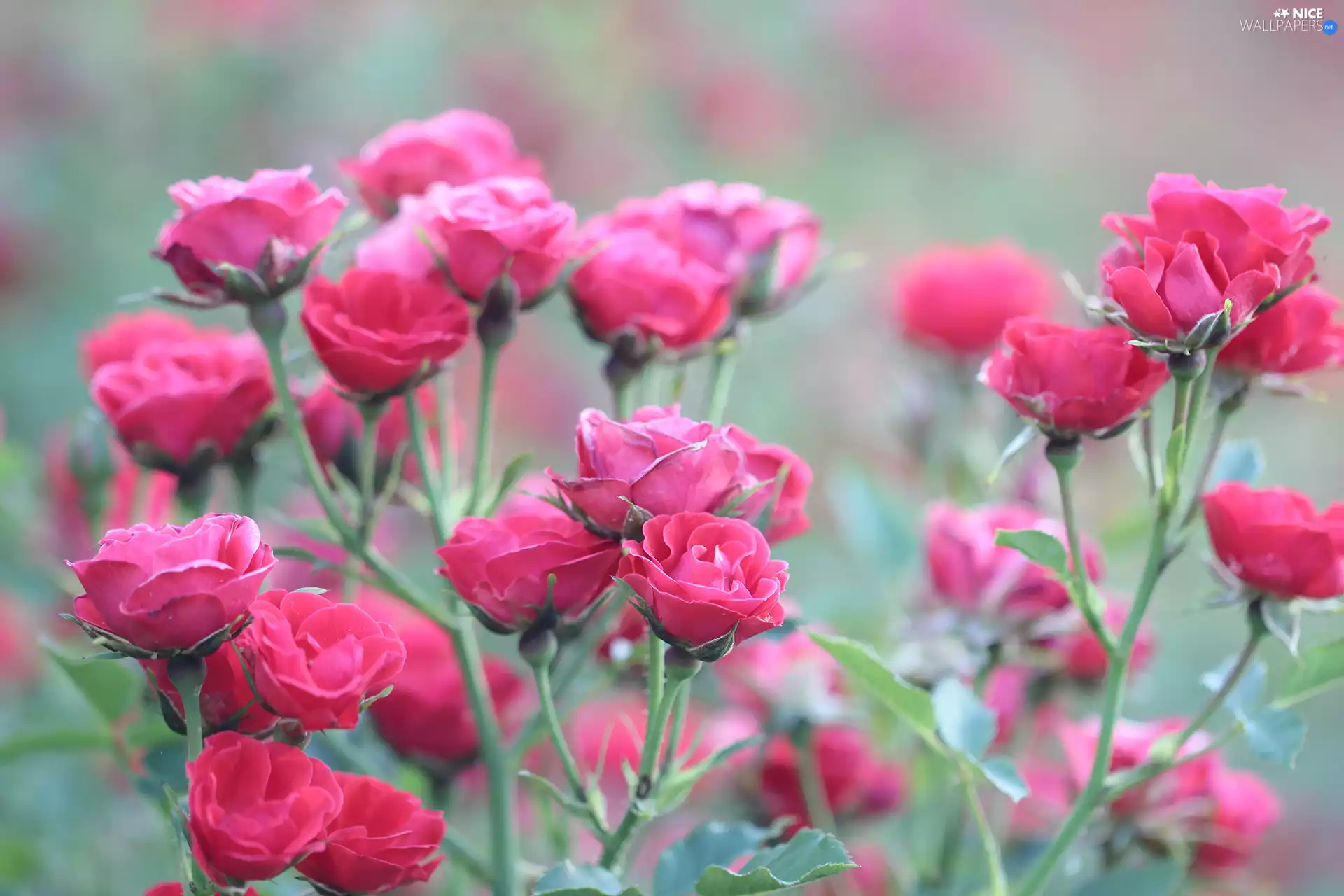 Pink, roses, Flowers, developed