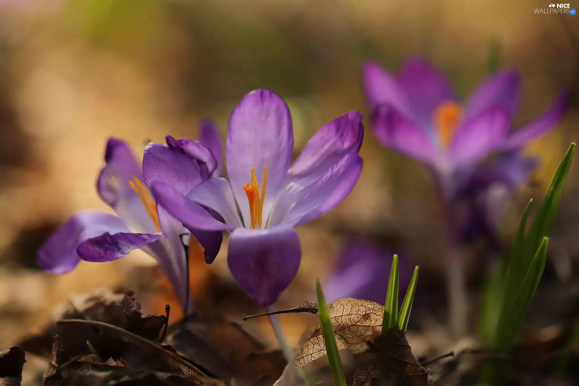 purple, crocuses, Flowers, developed