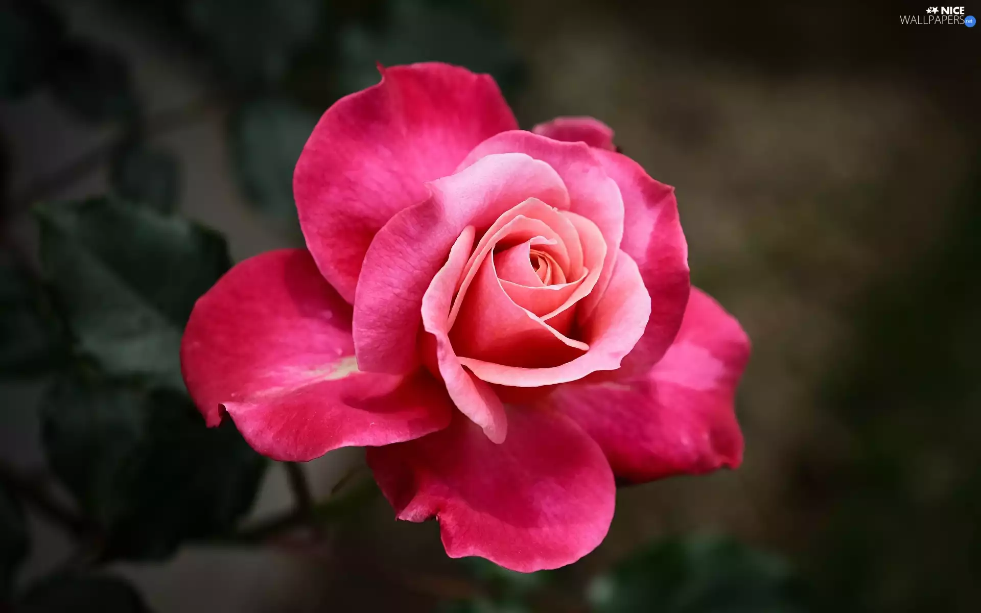 Pink, developed, rose, Colourfull Flowers