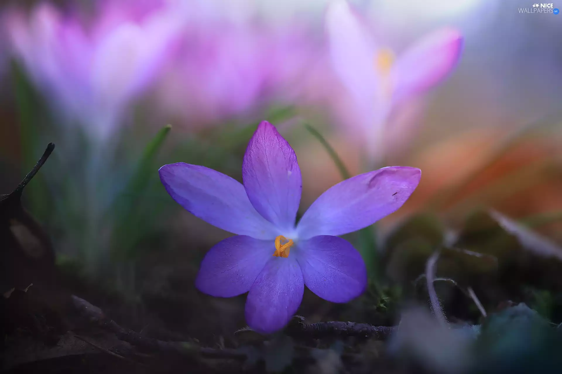 Colourfull Flowers, rapprochement, developed, crocus, Violet