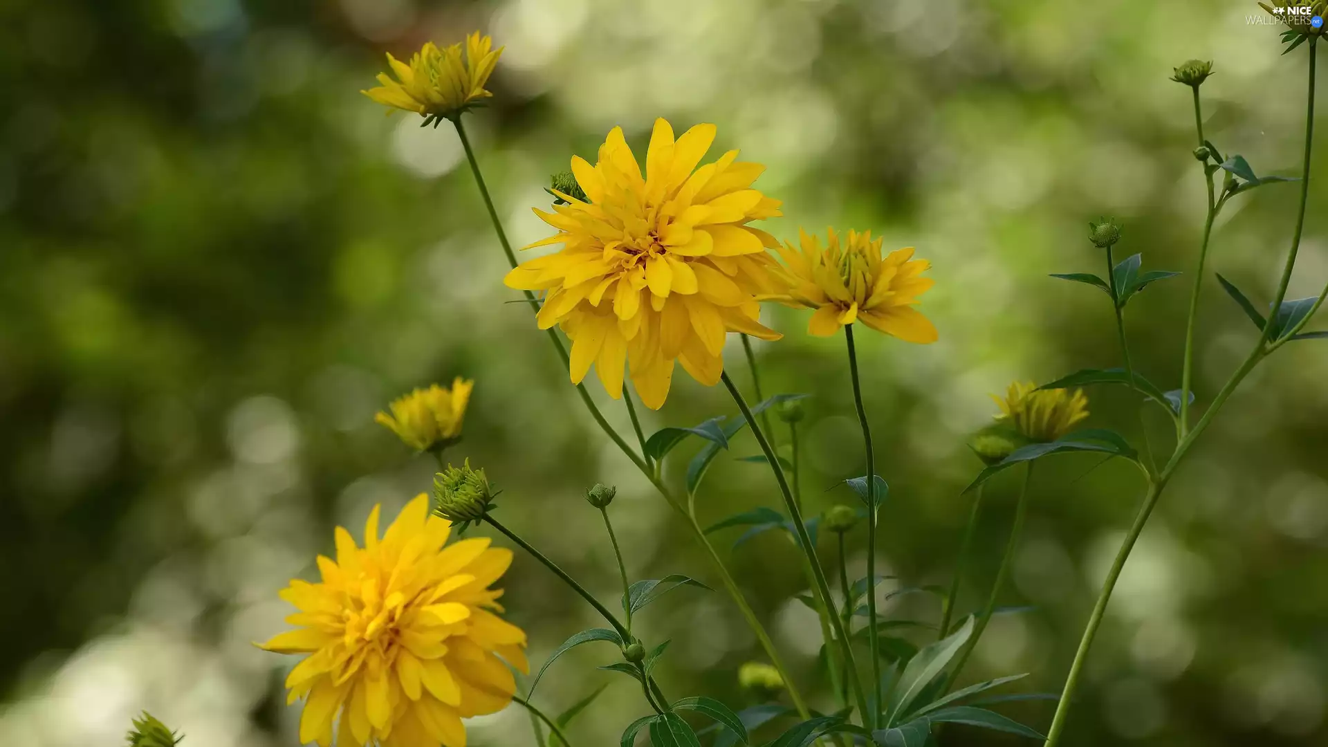 Yellow, Flowers, Buds, developed