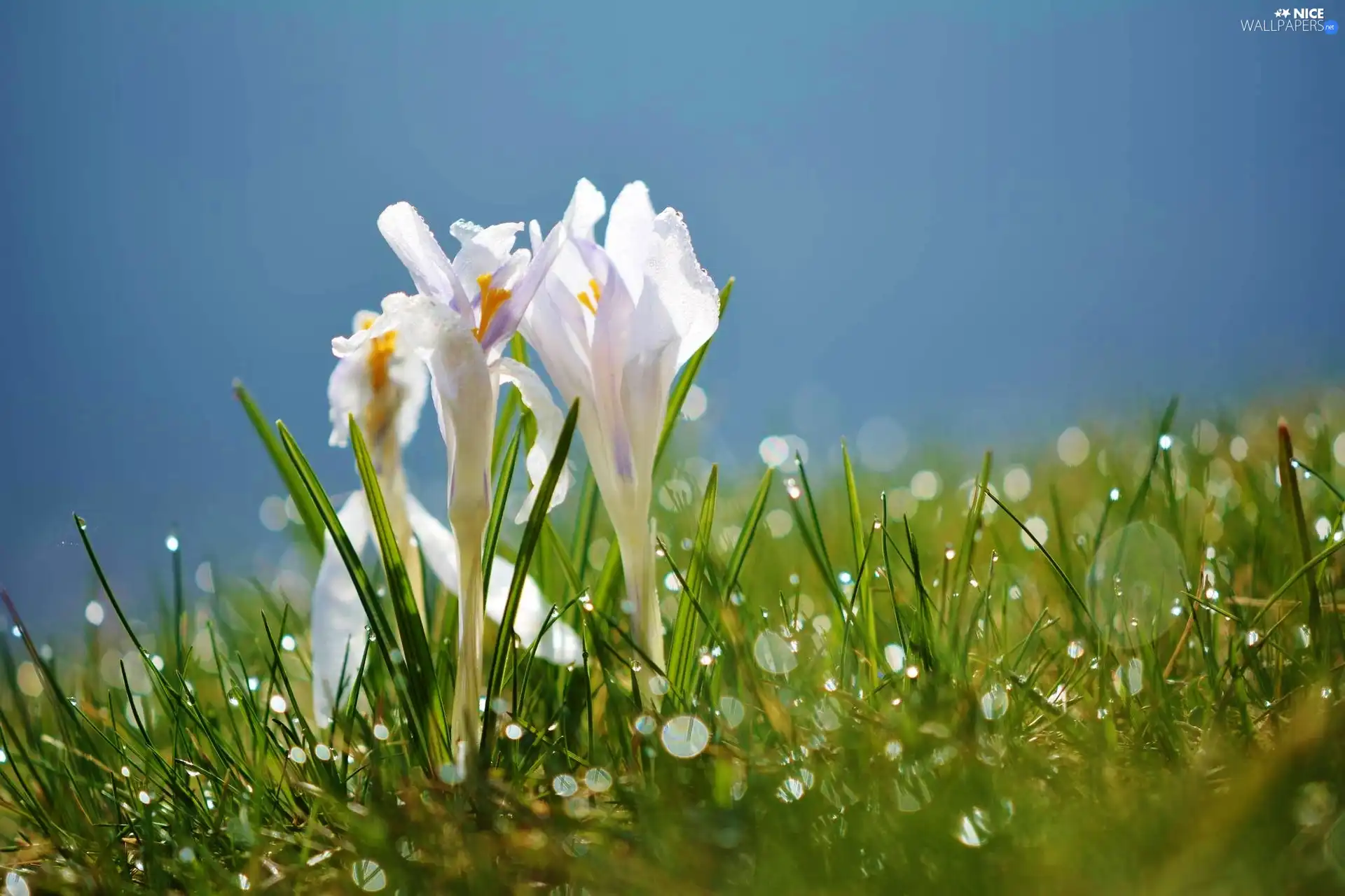 dew, crocuses, grass