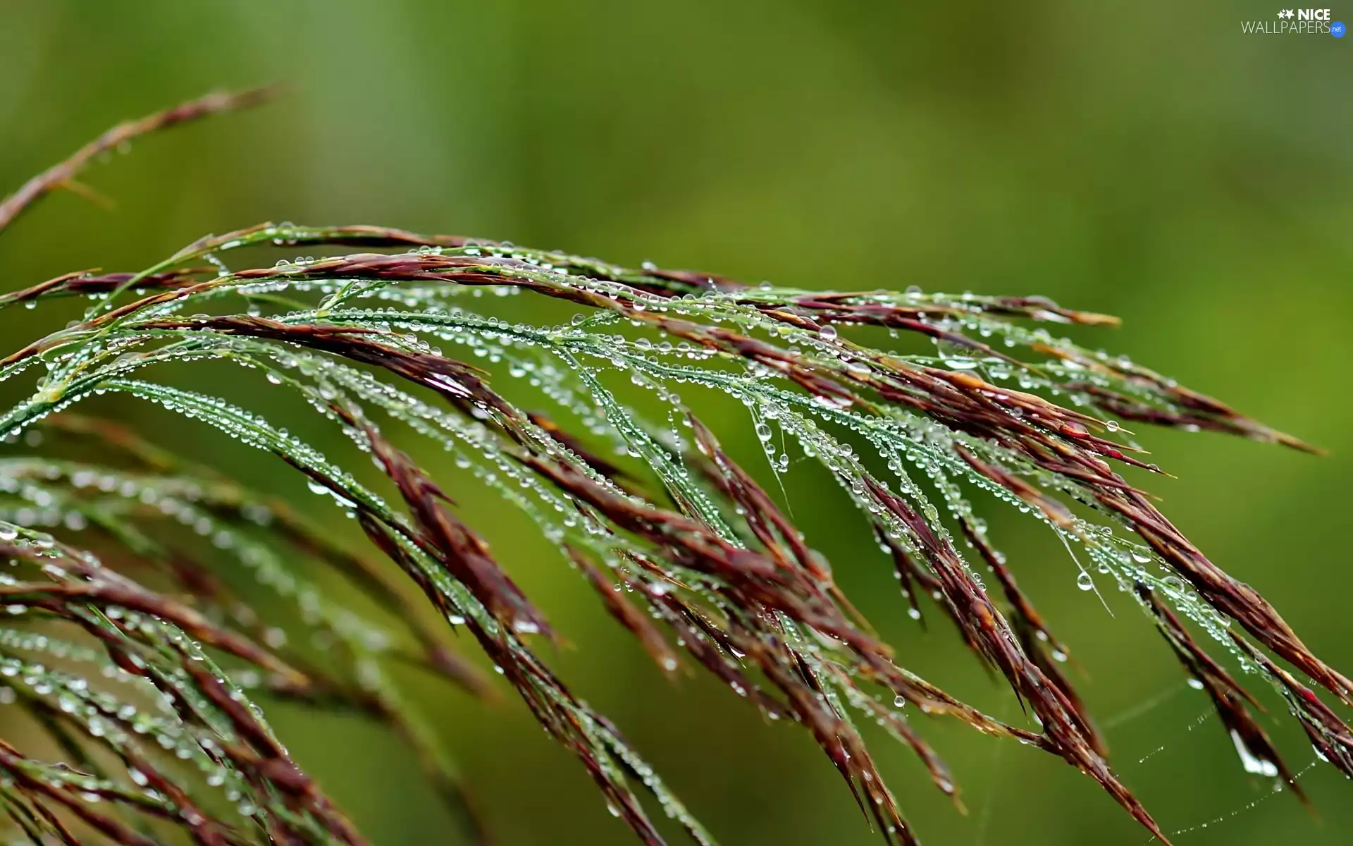 grass, drops, water, dew