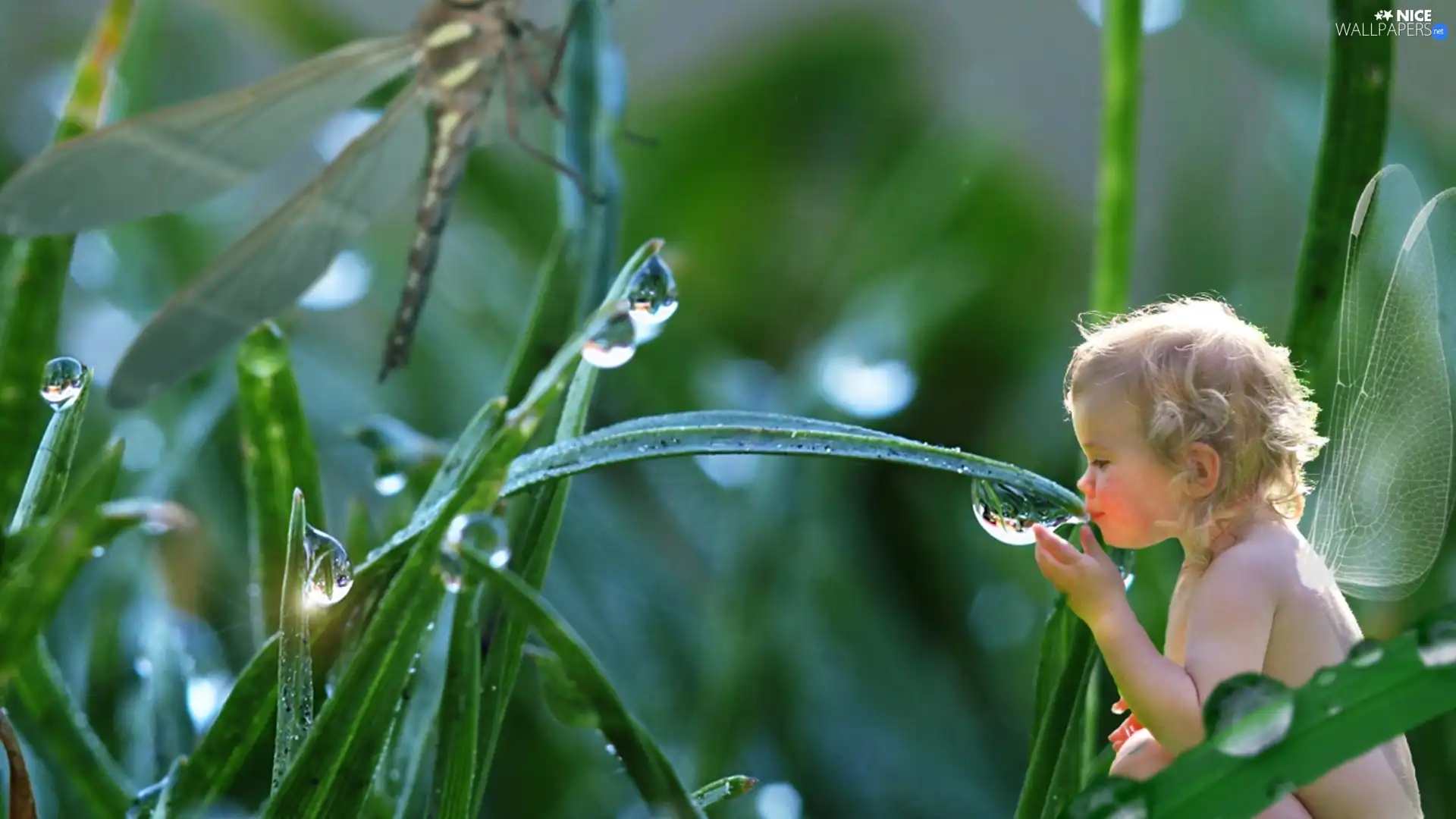 Kid, grass, dew, butterfly