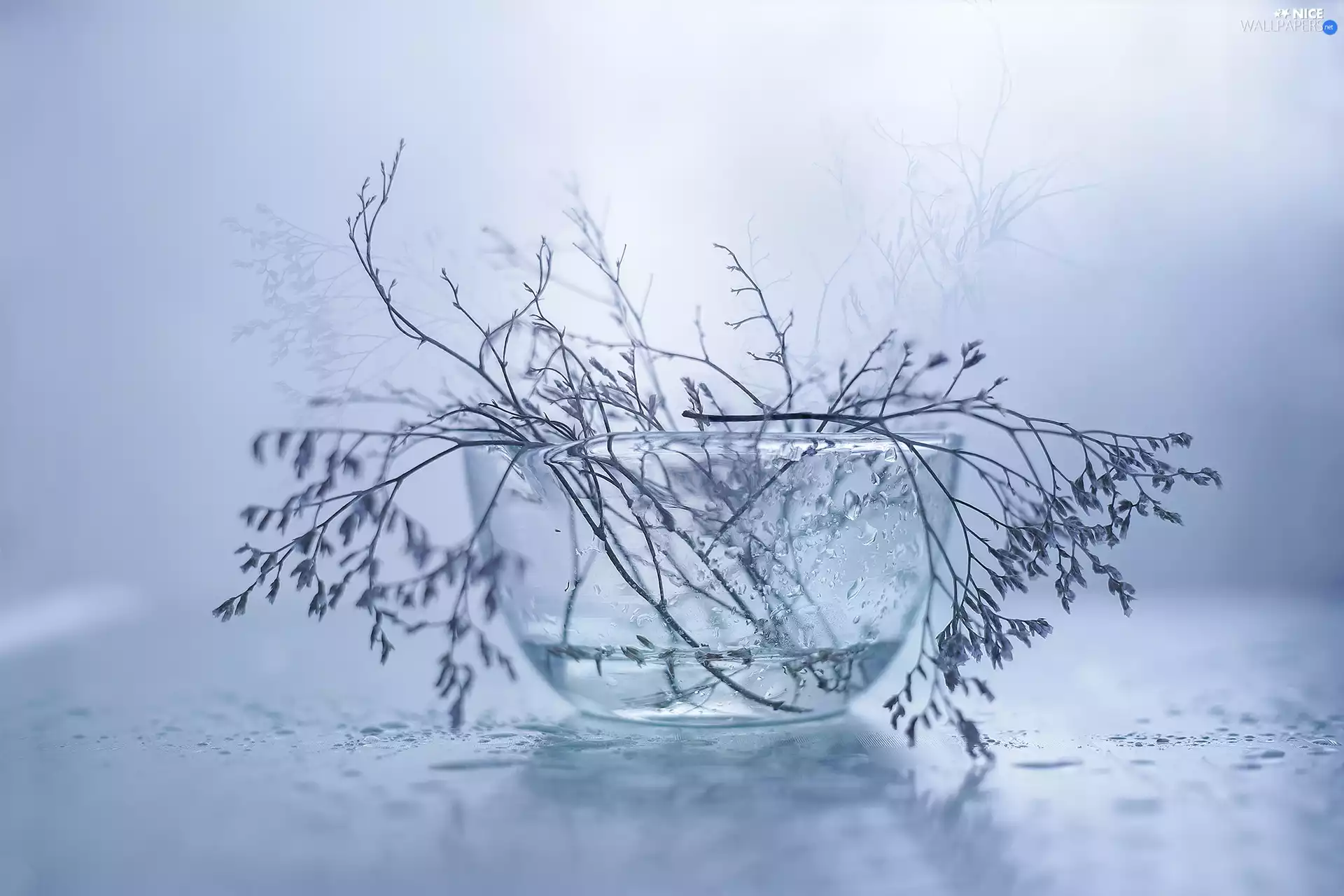 glass, Twigs, plant, dish
