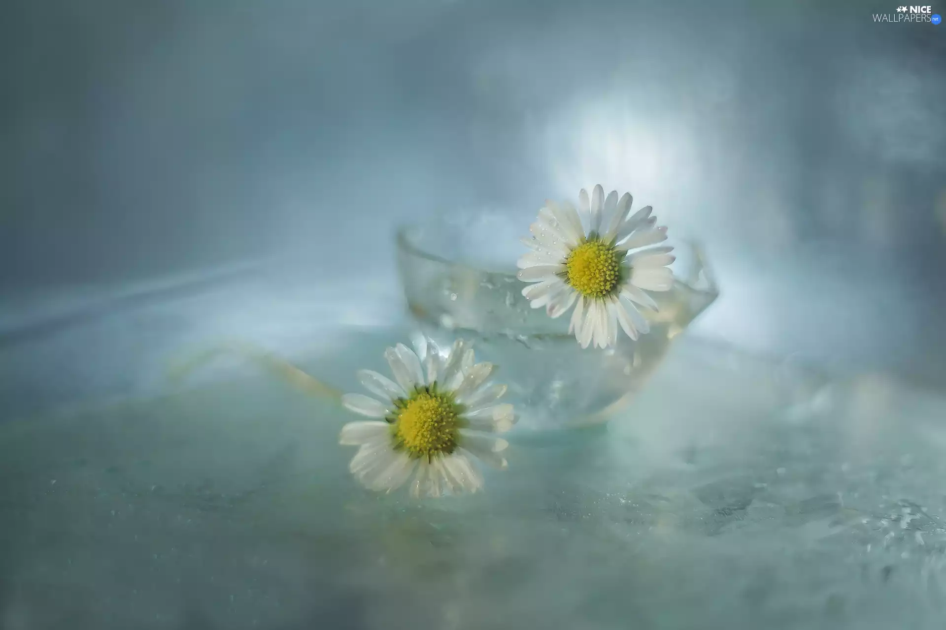 glass, dish, White, Flowers, daisies